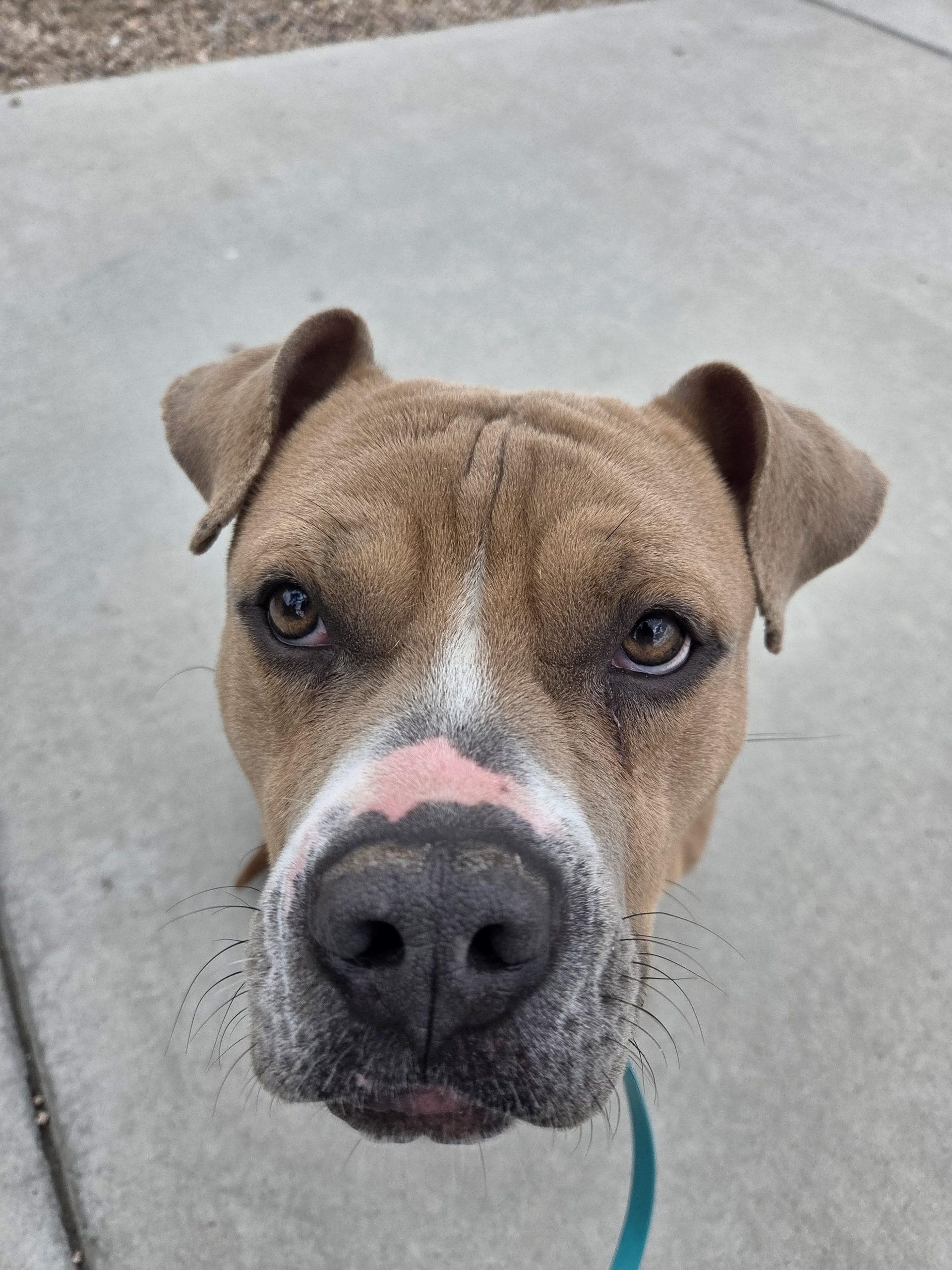 Enlarge Tron, a Adoptable mixed breed in Grand Junction, CO image 3/5