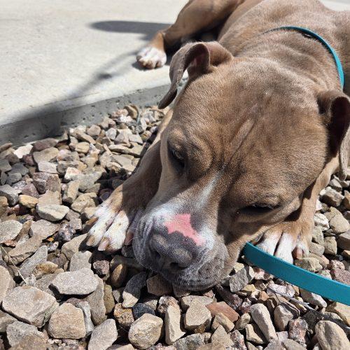 Enlarge Tron, a Adoptable mixed breed in Grand Junction, CO image 4/5