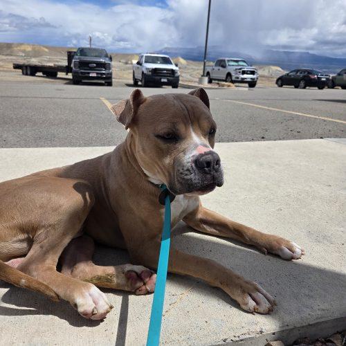 Enlarge Tron, a Adoptable mixed breed in Grand Junction, CO image 5/5