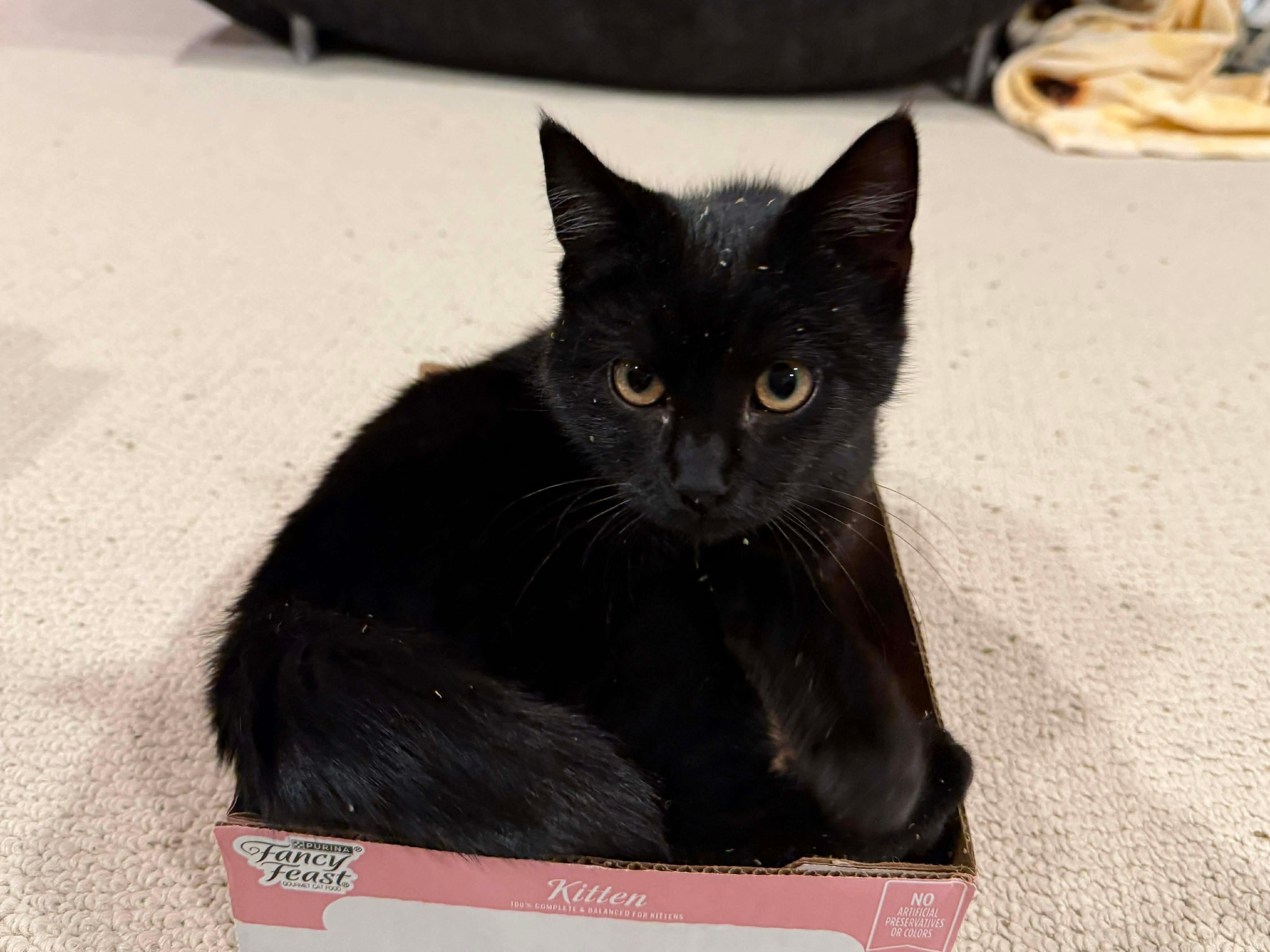 Luna, a Adoptable Domestic Short Hair in Thurmont, MD image 3/3