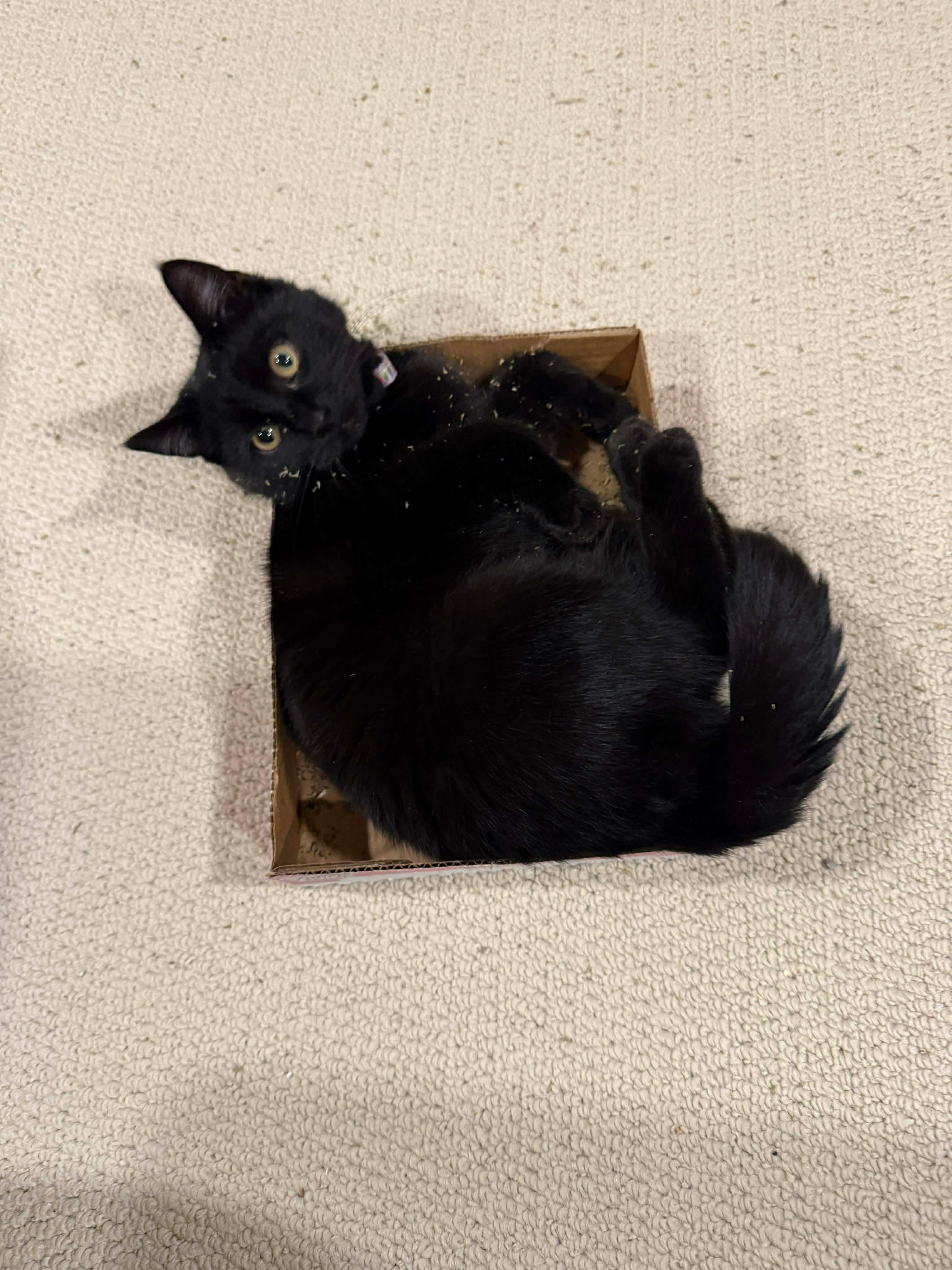 Luna, a Adoptable Domestic Short Hair in Thurmont, MD image 2/3