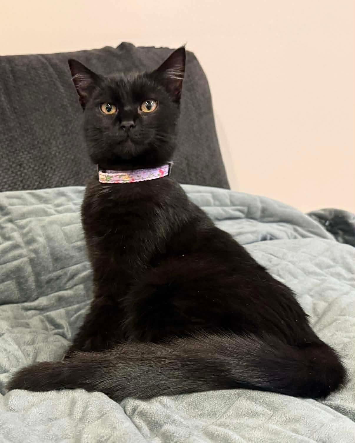 Enlarge Luna, an adopted Domestic Short Hair in Thurmont, MD image 4/6