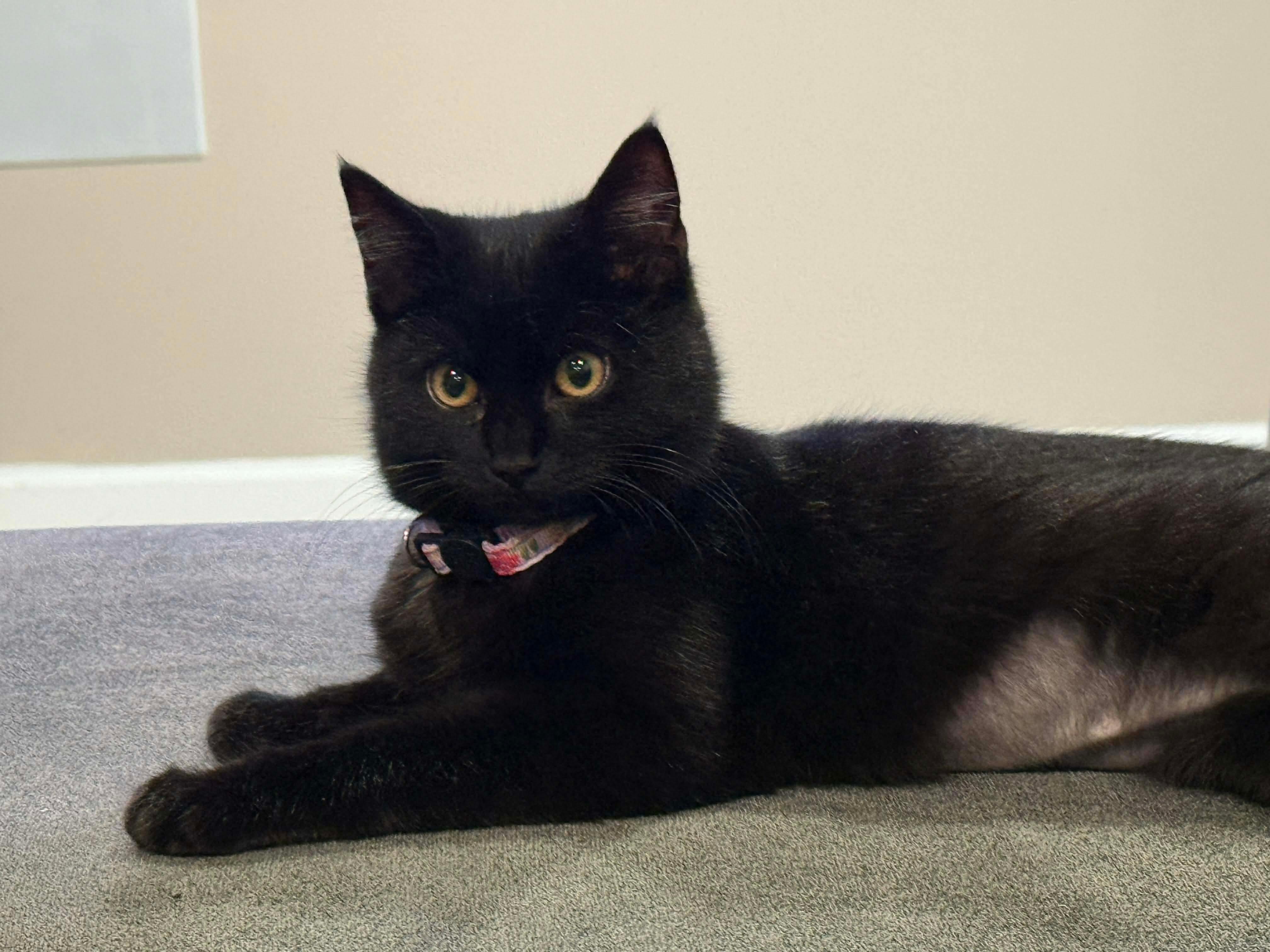 Luna, Adoptable, Young Female Domestic Short Hair.