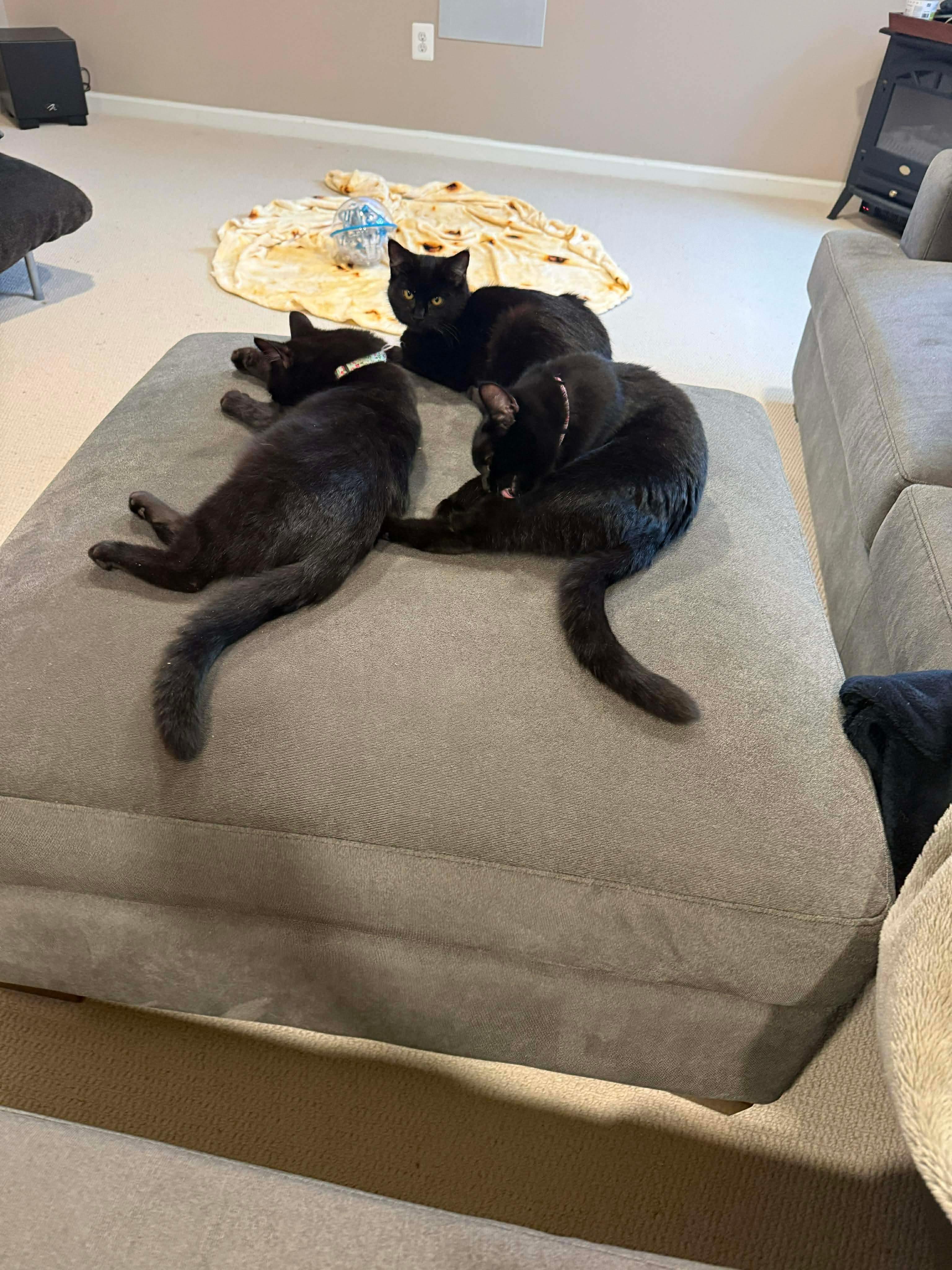 Enlarge Luna, an adopted Domestic Short Hair in Thurmont, MD image 6/6