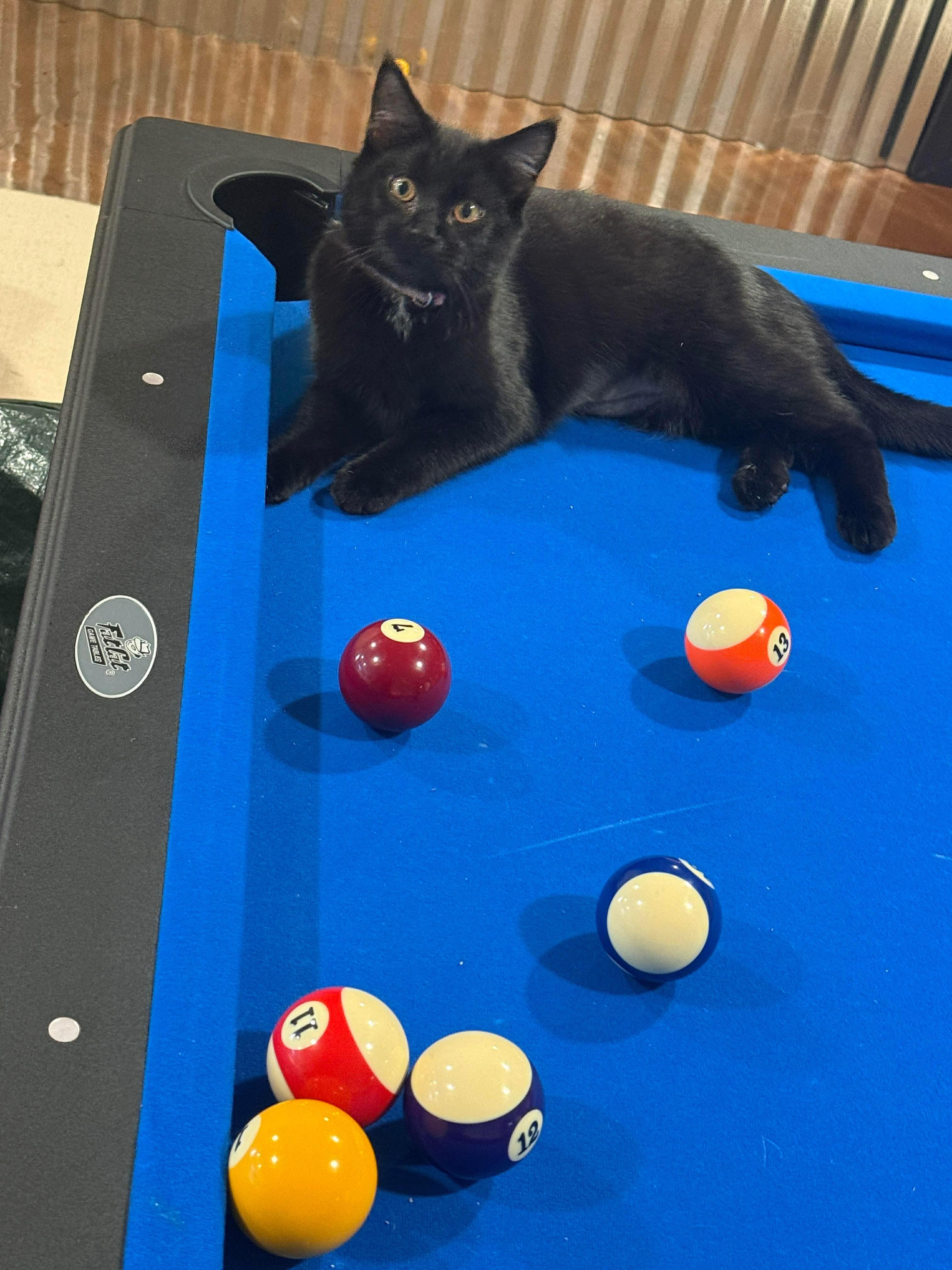 Enlarge Luna, an adopted Domestic Short Hair in Thurmont, MD image 5/6