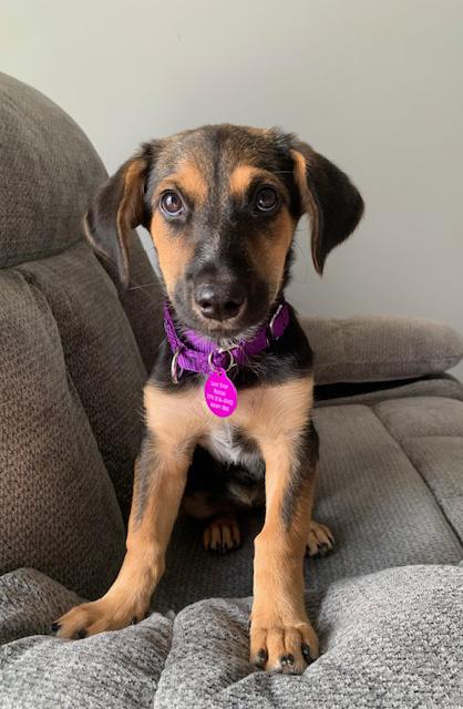 Glory, an adopted Mixed Breed in Addison, IL image 3/3