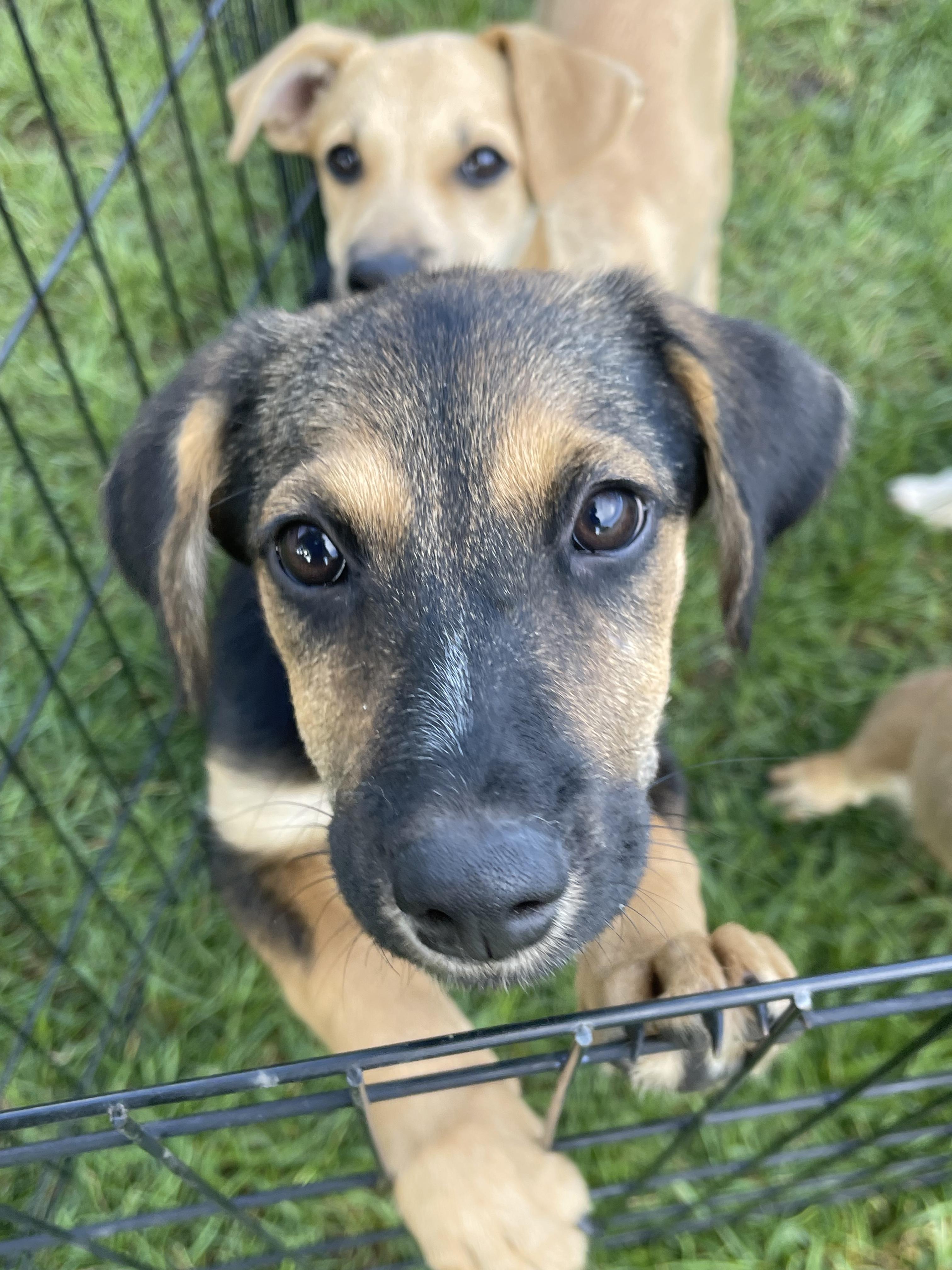 Glory, adopted, Puppy Female Mixed Breed.