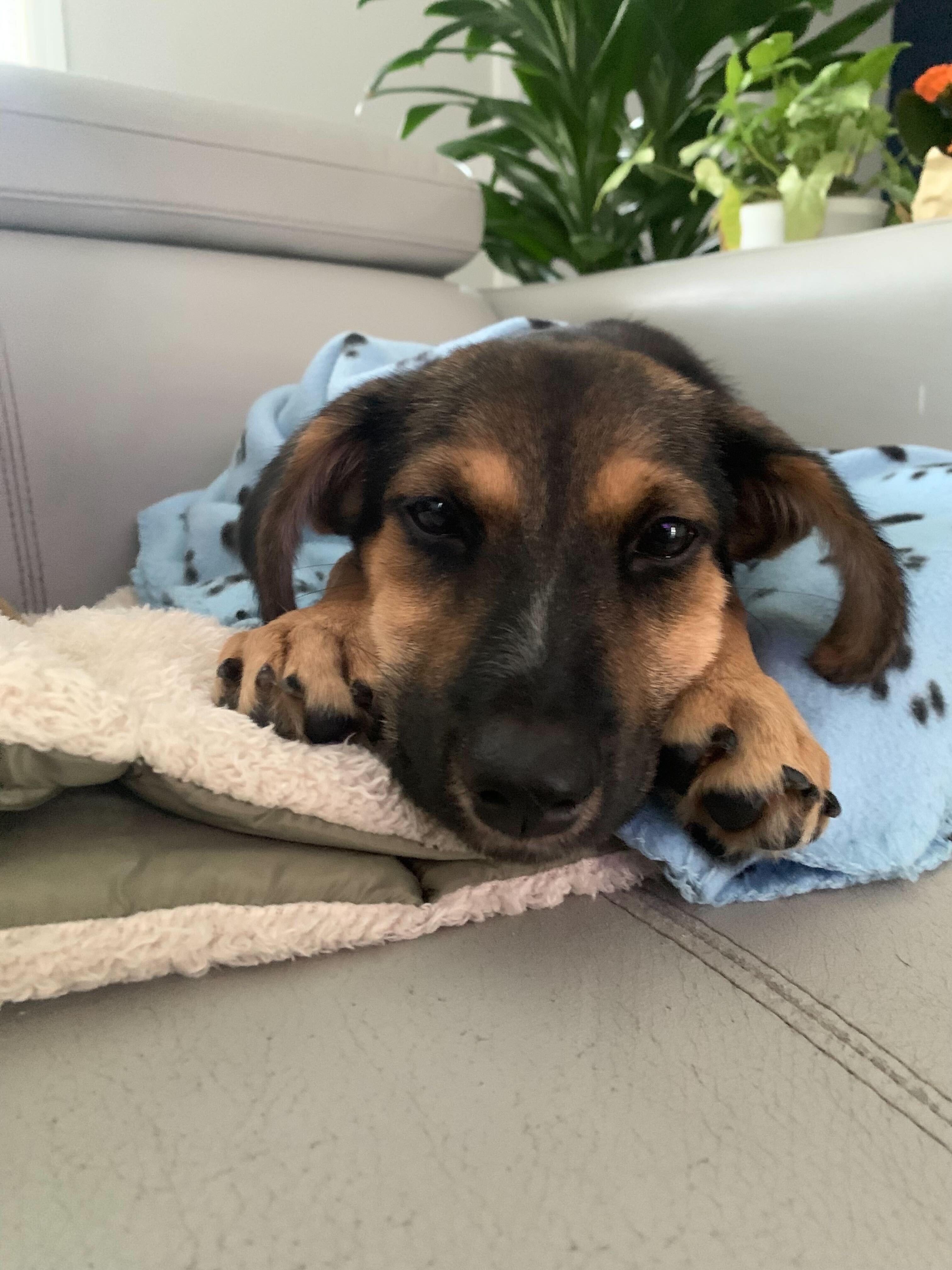 Glory, an adopted Mixed Breed in Addison, IL image 2/3