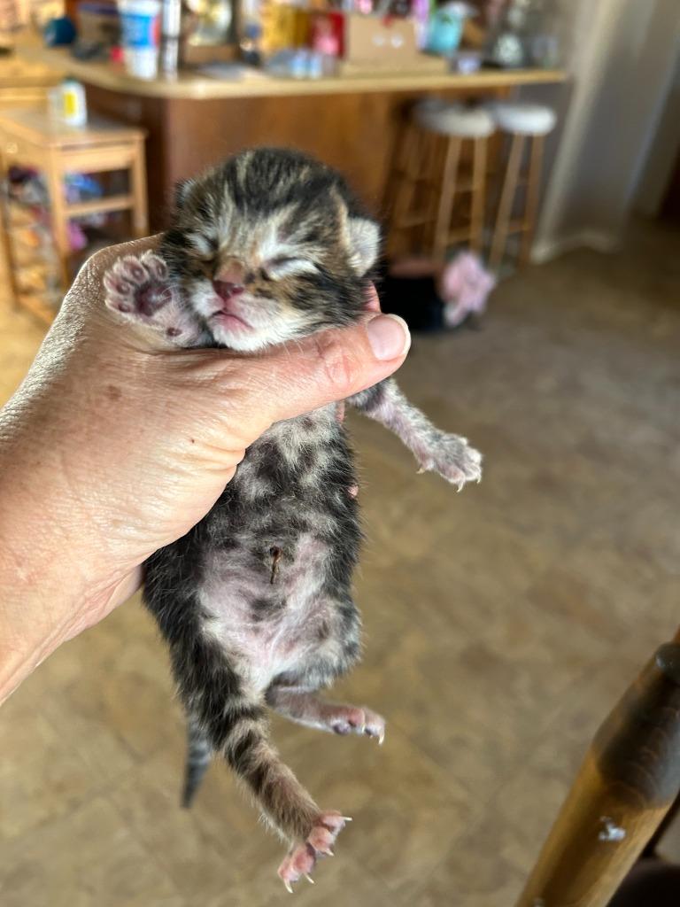 Enlarge Rocco, a Adoptable mixed breed in Brownwood, TX image 2/2