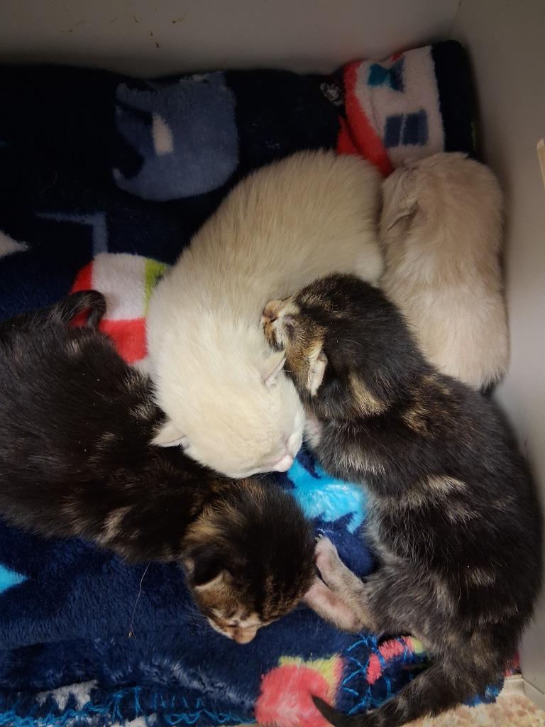 Enlarge Rocco, a Adoptable mixed breed in Brownwood, TX image 1/2