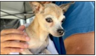 Jasmine, ADOPTABLE, Senior Female Chihuahua.