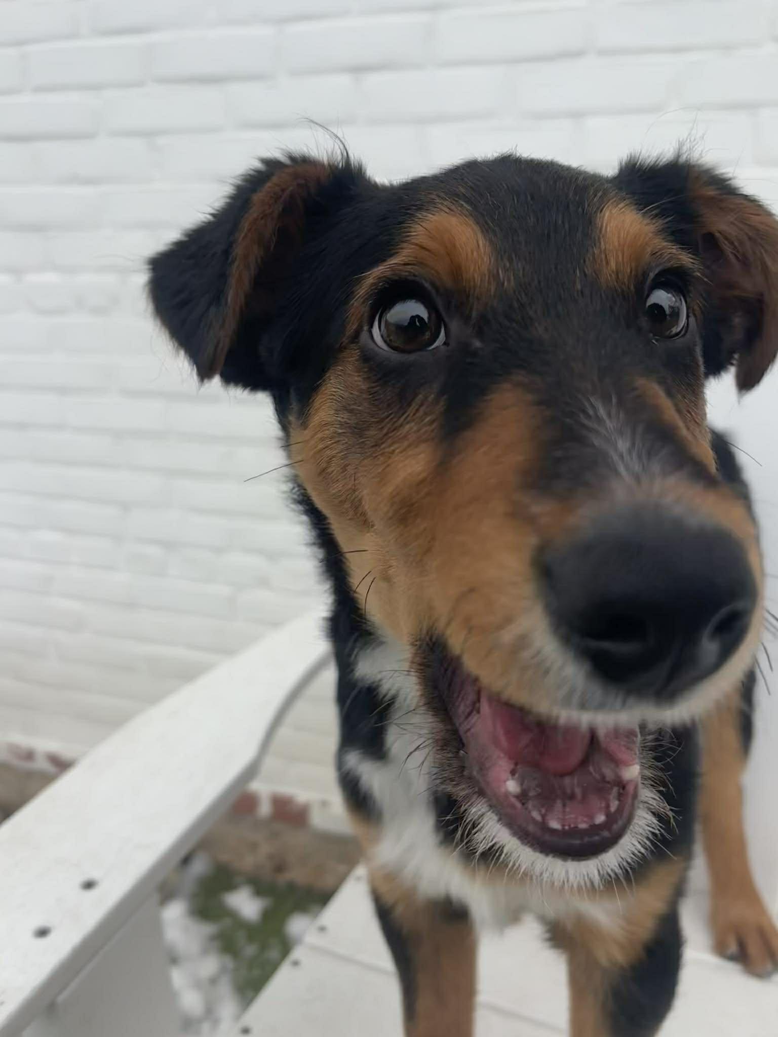 Enlarge Heremy, a ADOPTABLE Mixed Breed in Stamford, CT image 3/6