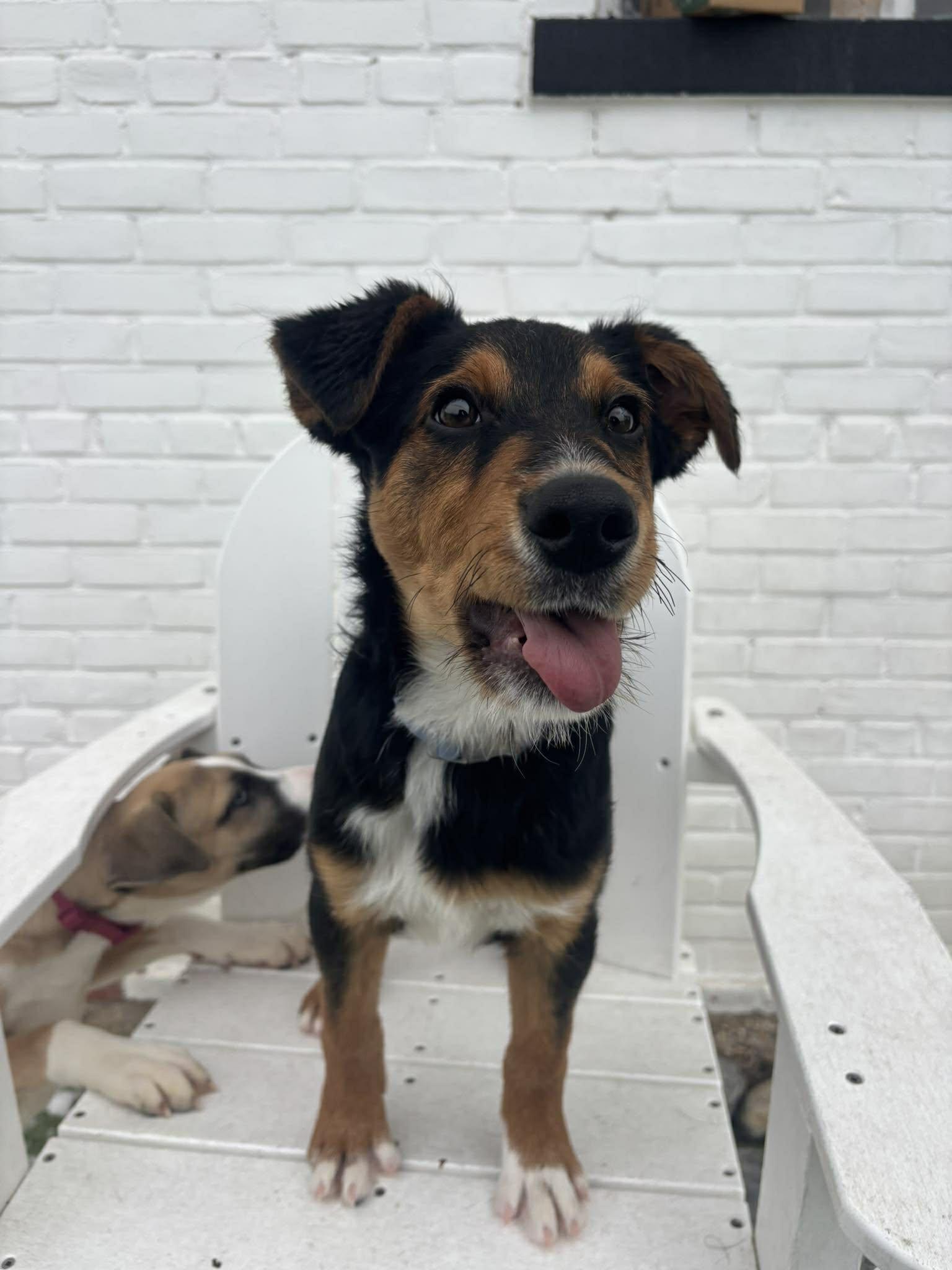 Enlarge Heremy, a ADOPTABLE Mixed Breed in Stamford, CT image 4/6