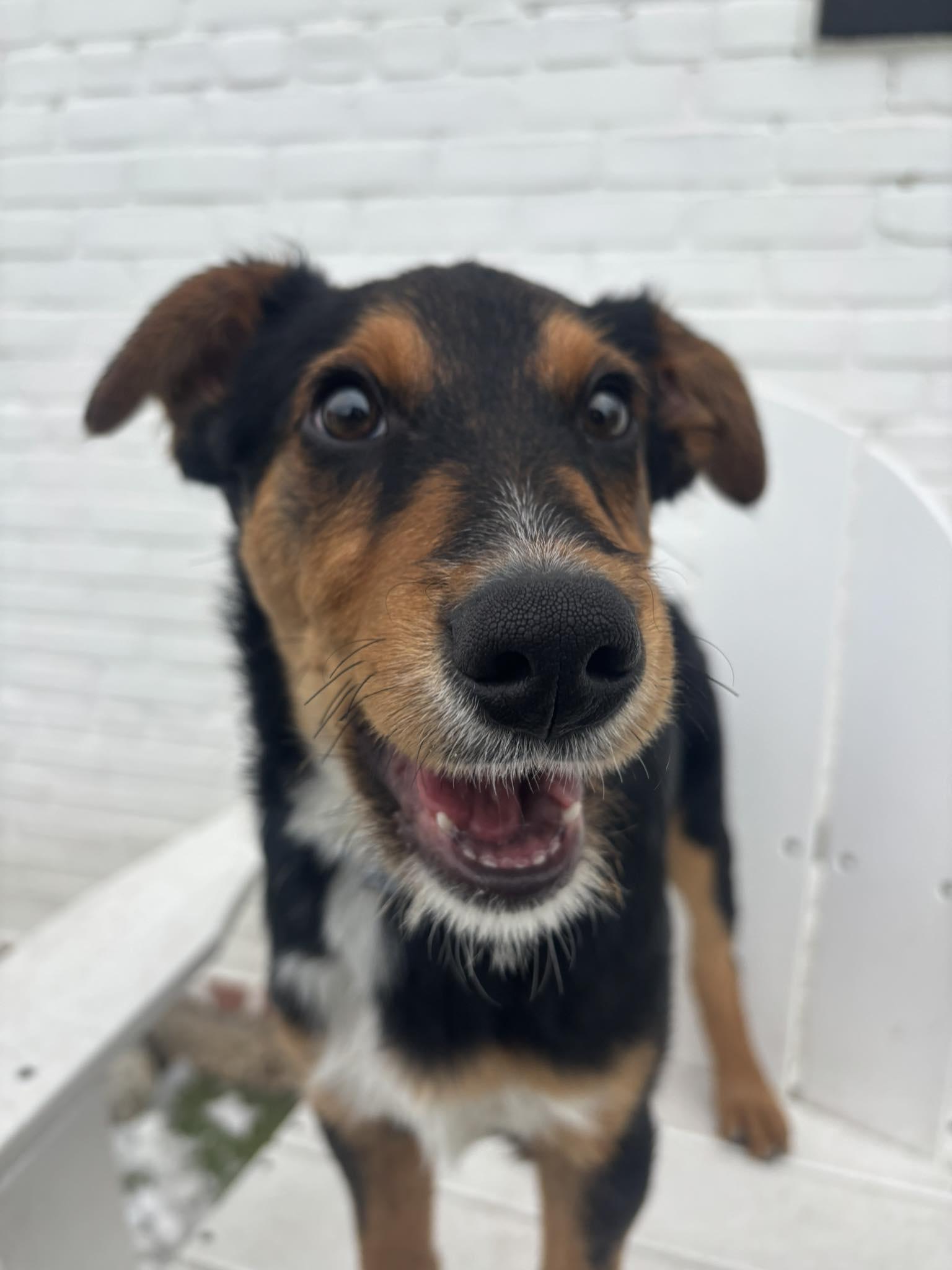 Enlarge Heremy, a ADOPTABLE Mixed Breed in Stamford, CT image 1/6