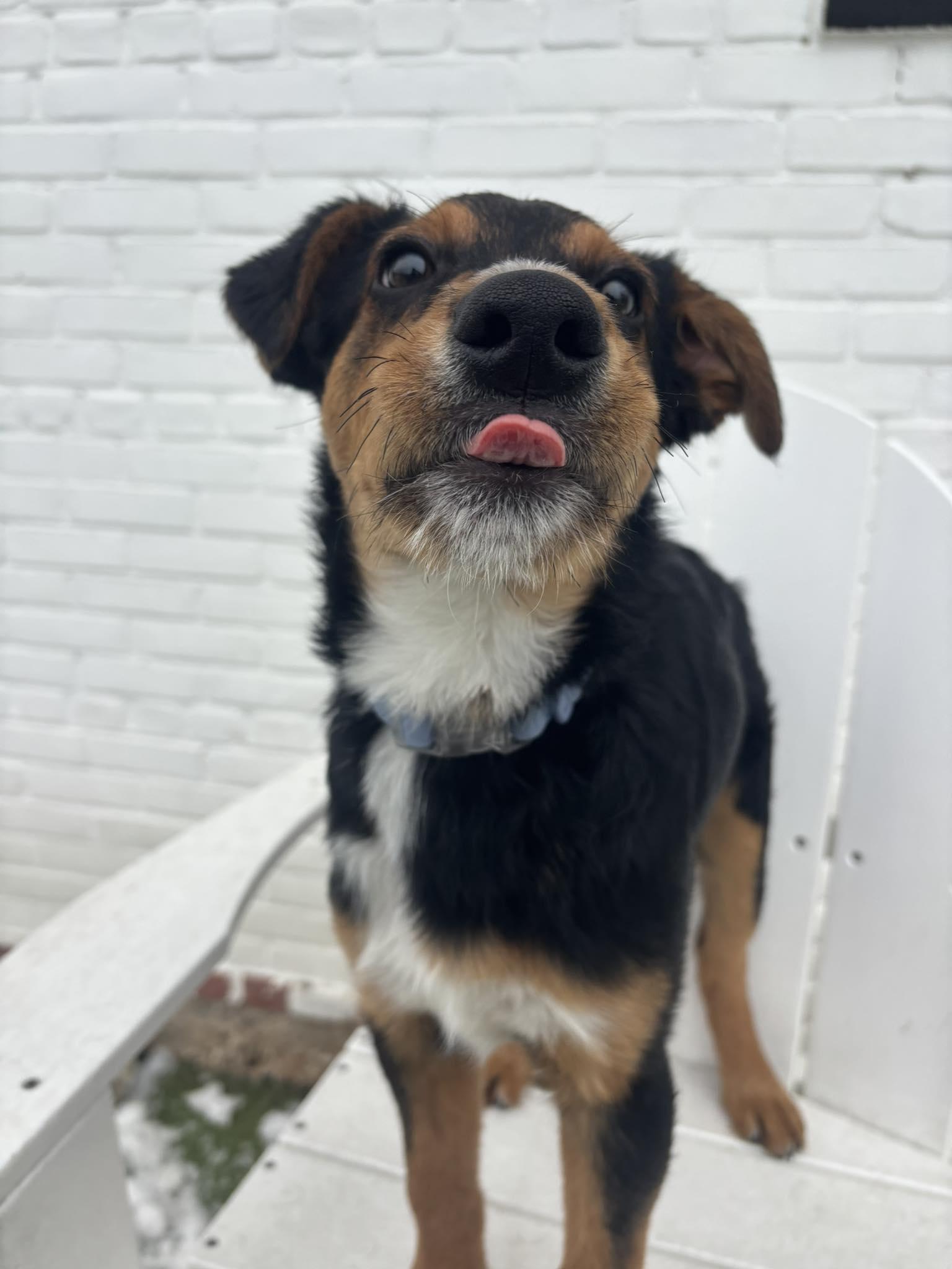 Enlarge Heremy, a ADOPTABLE Mixed Breed in Stamford, CT image 2/6