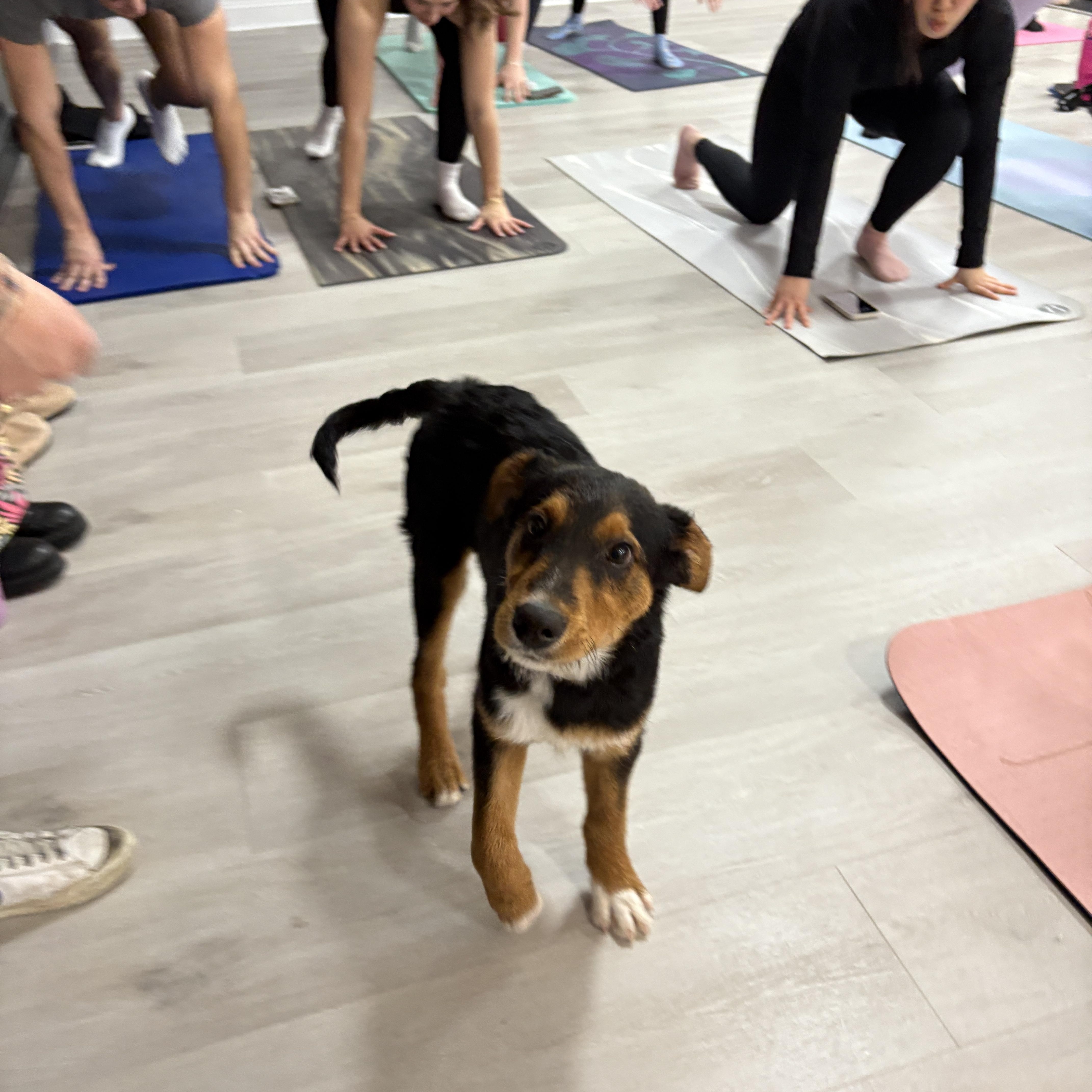 Enlarge Heremy, a ADOPTABLE Mixed Breed in Stamford, CT image 5/6