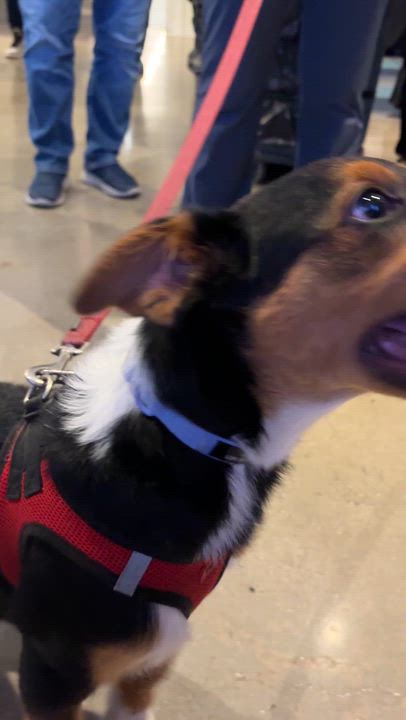 Enlarge Heremy, a ADOPTABLE Mixed Breed in Stamford, CT video 6/6