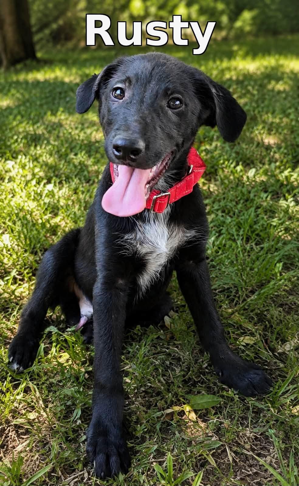 Rusty, Adoptable, Puppy Male Mixed Breed.