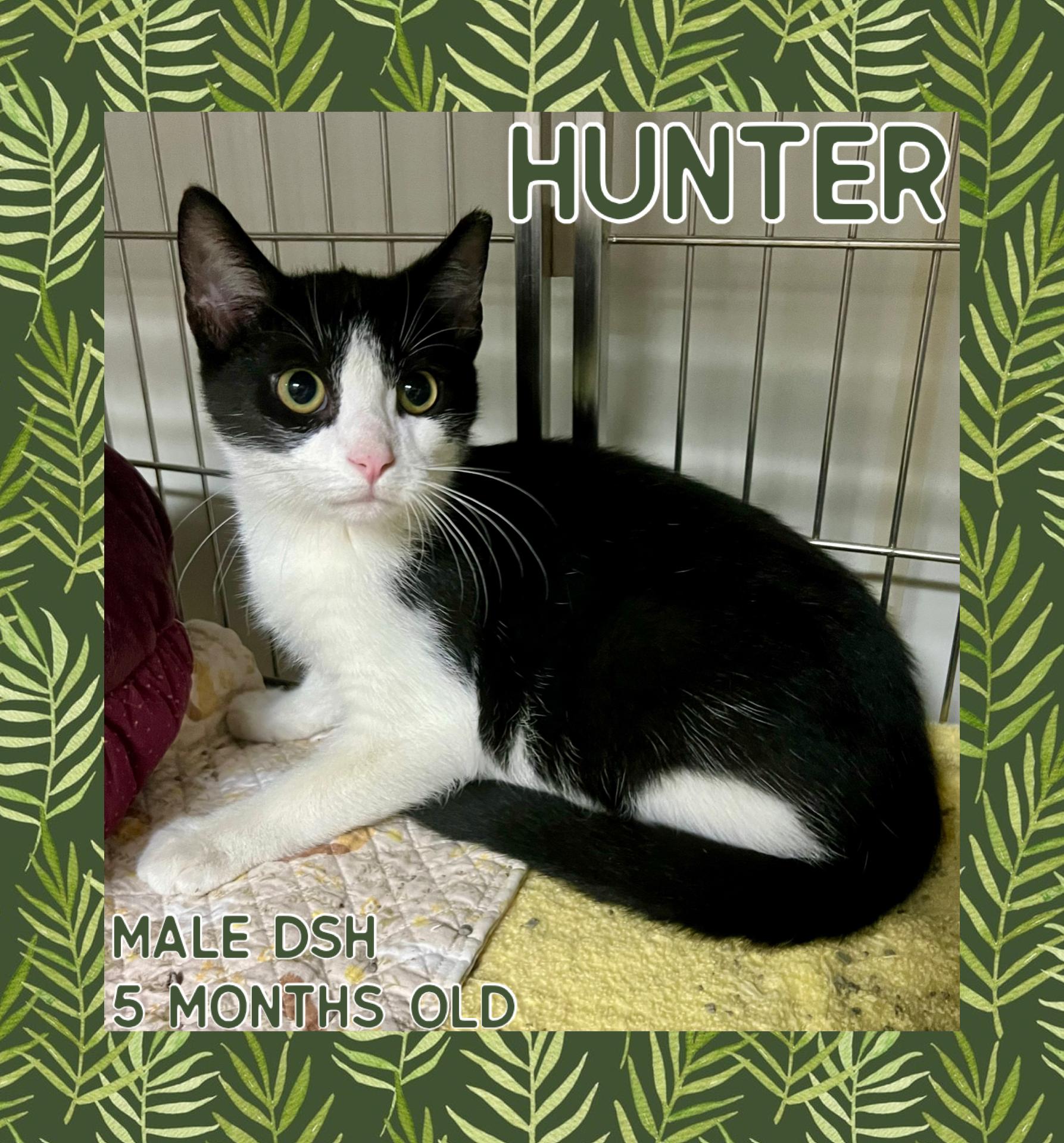 Hunter, Adoptable, Young Male Domestic Short Hair.