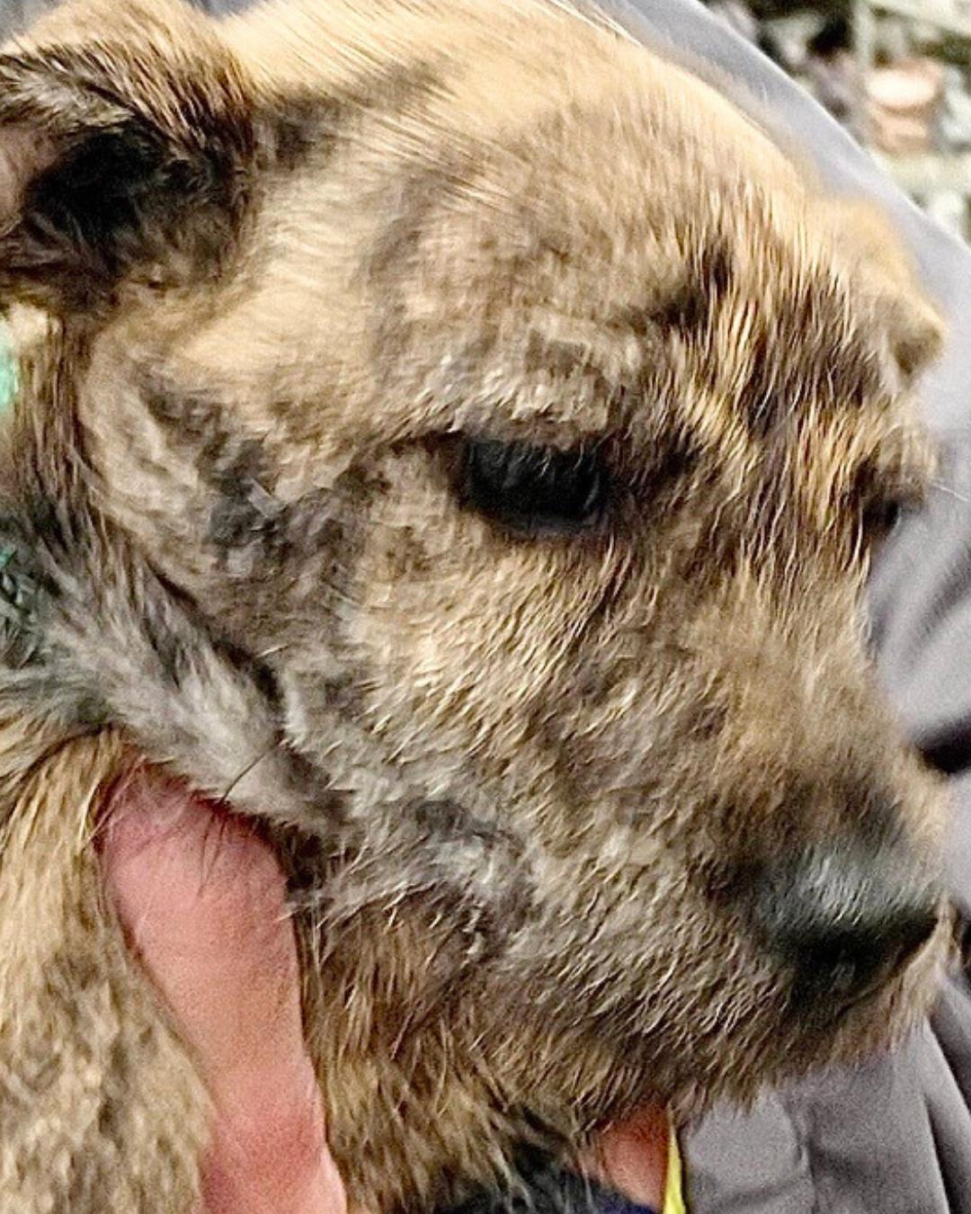 Enlarge Layla - Brindle Schnauzer Mix Puppy, an adopted mixed breed in Tulsa, OK image 5/5