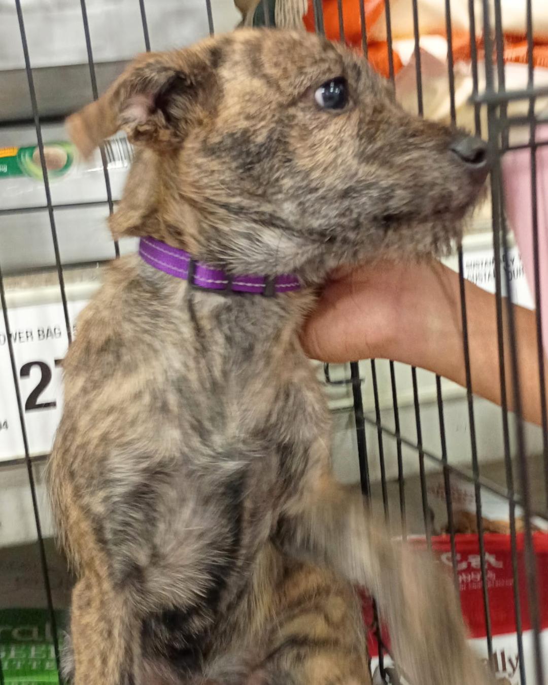 Enlarge Layla - Brindle Schnauzer Mix Puppy, an adopted mixed breed in Tulsa, OK image 2/5