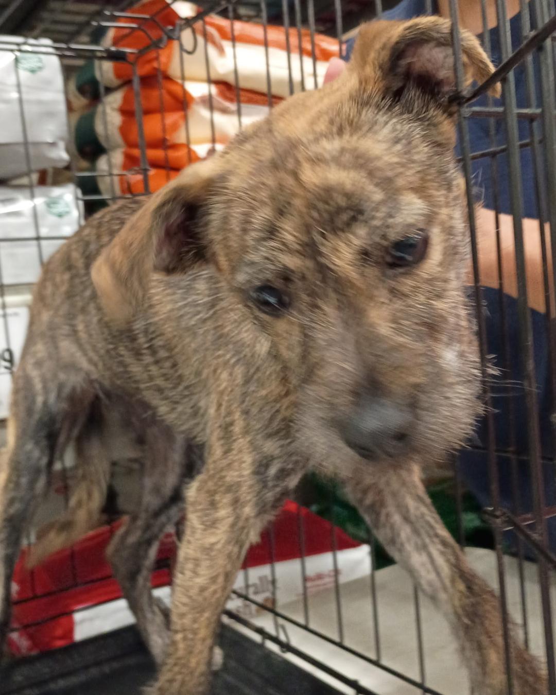 Enlarge Layla - Brindle Schnauzer Mix Puppy, an adopted mixed breed in Tulsa, OK image 4/5
