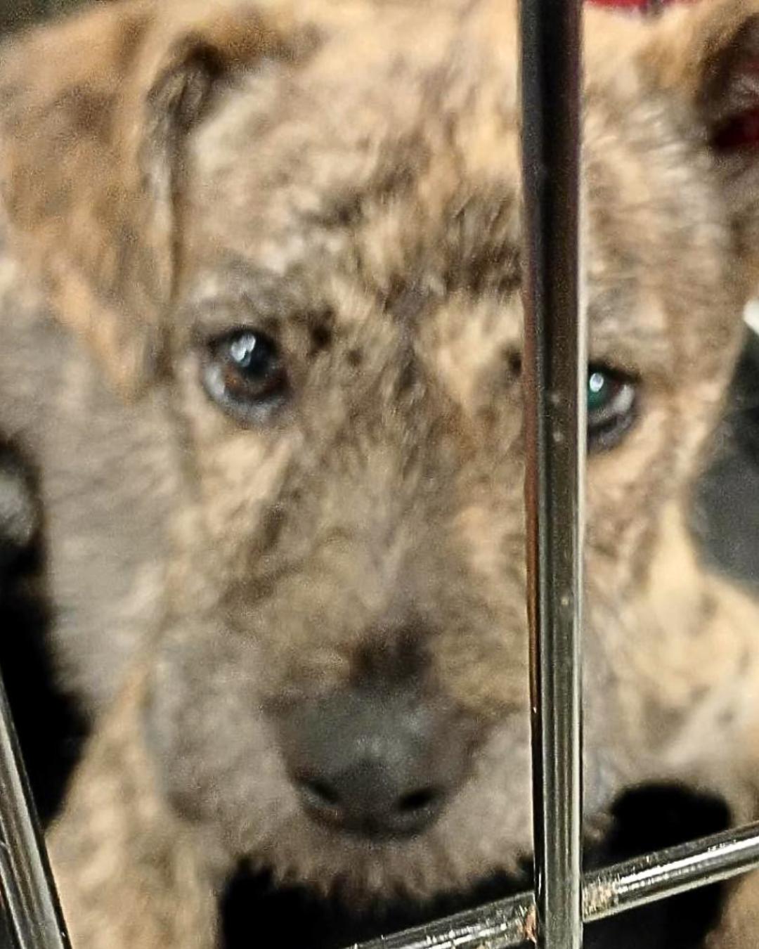 Enlarge Layla - Brindle Schnauzer Mix Puppy, an adopted mixed breed in Tulsa, OK image 1/5