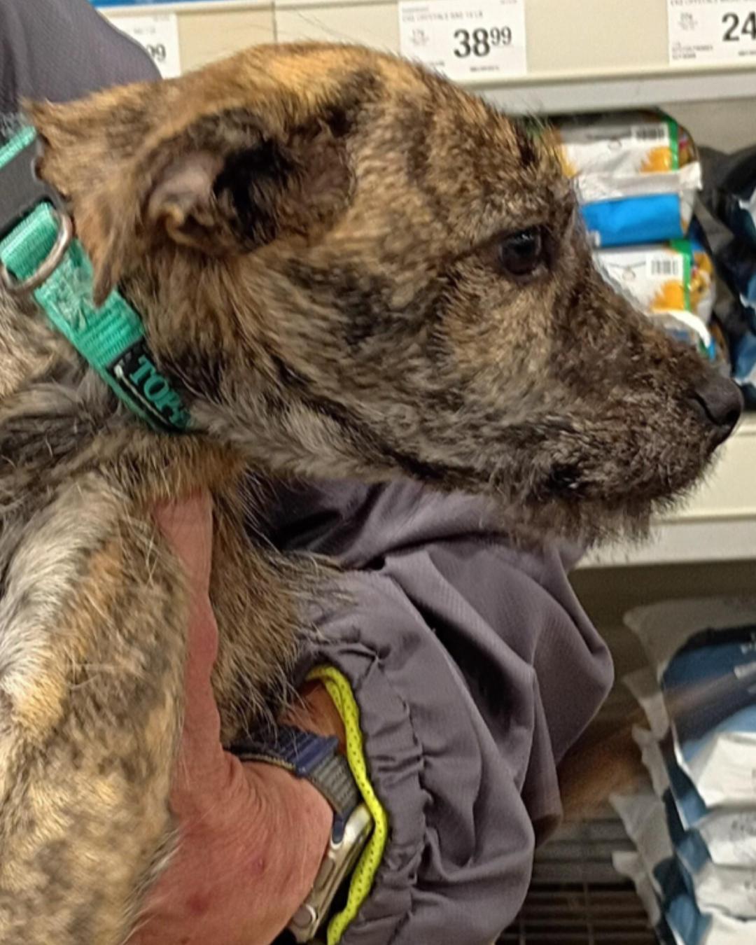 Enlarge Layla - Brindle Schnauzer Mix Puppy, an adopted mixed breed in Tulsa, OK image 3/5