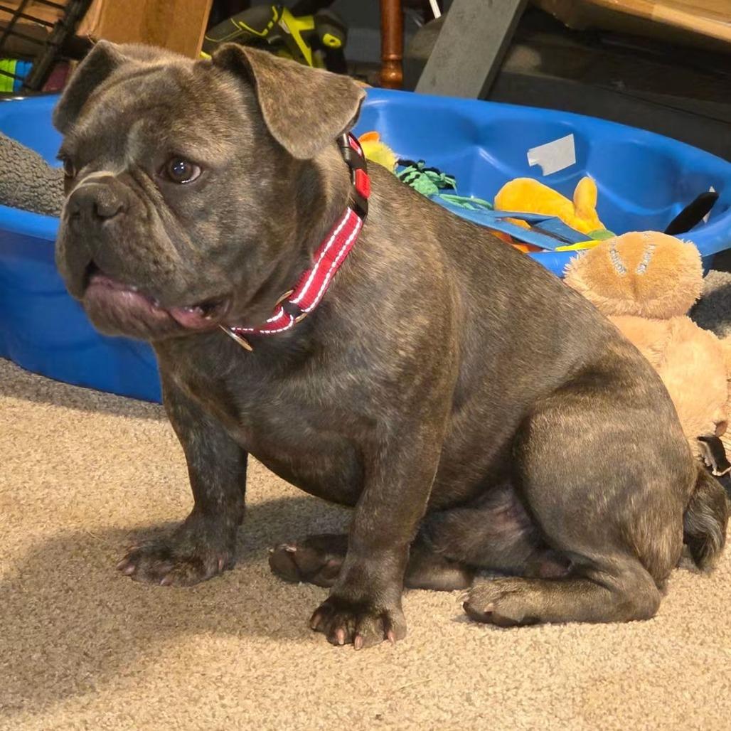 Jelly, Adoptable, Young Male French Bulldog.
