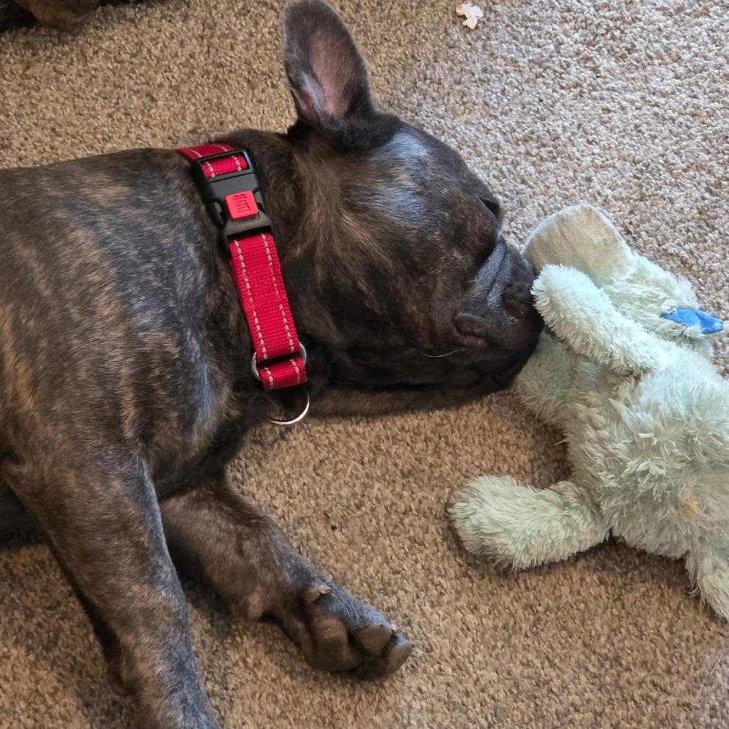 Enlarge Jelly, a Adoptable French Bulldog in Jackson, MO image 2/5