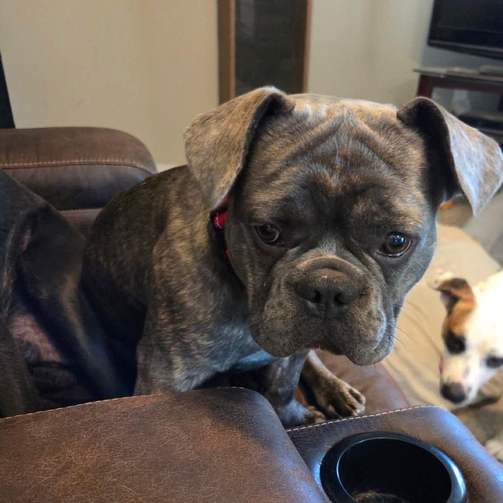 Enlarge Jelly, a Adoptable French Bulldog in Jackson, MO image 3/5