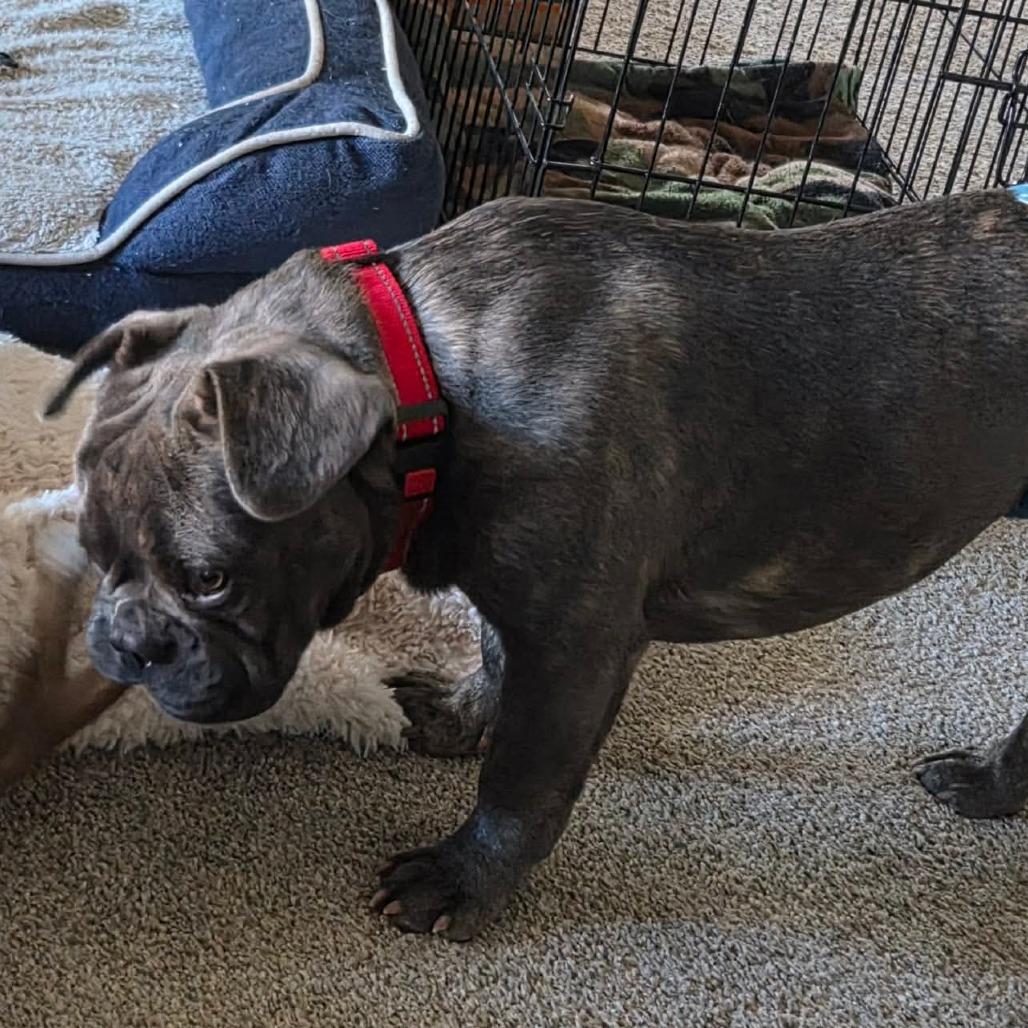 Enlarge Jelly, a Adoptable French Bulldog in Jackson, MO image 4/5