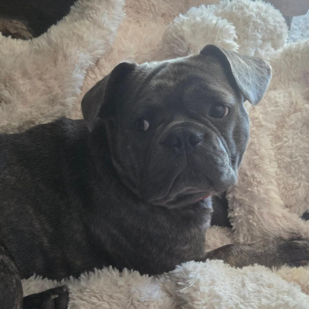 Enlarge Jelly, a Adoptable French Bulldog in Jackson, MO image 5/5
