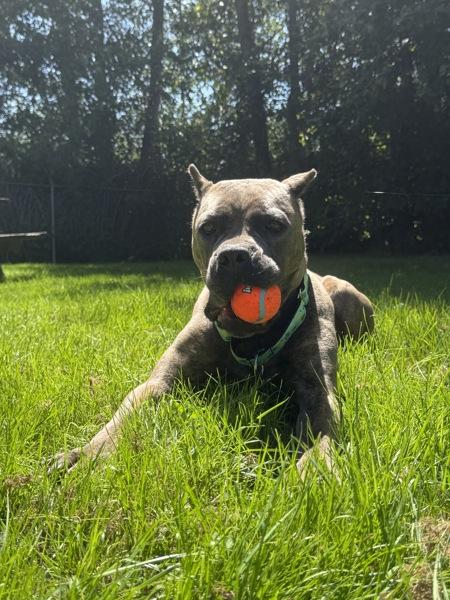Enlarge Stormy, a Adoptable mixed breed in Abbotsford, BC image 1/1