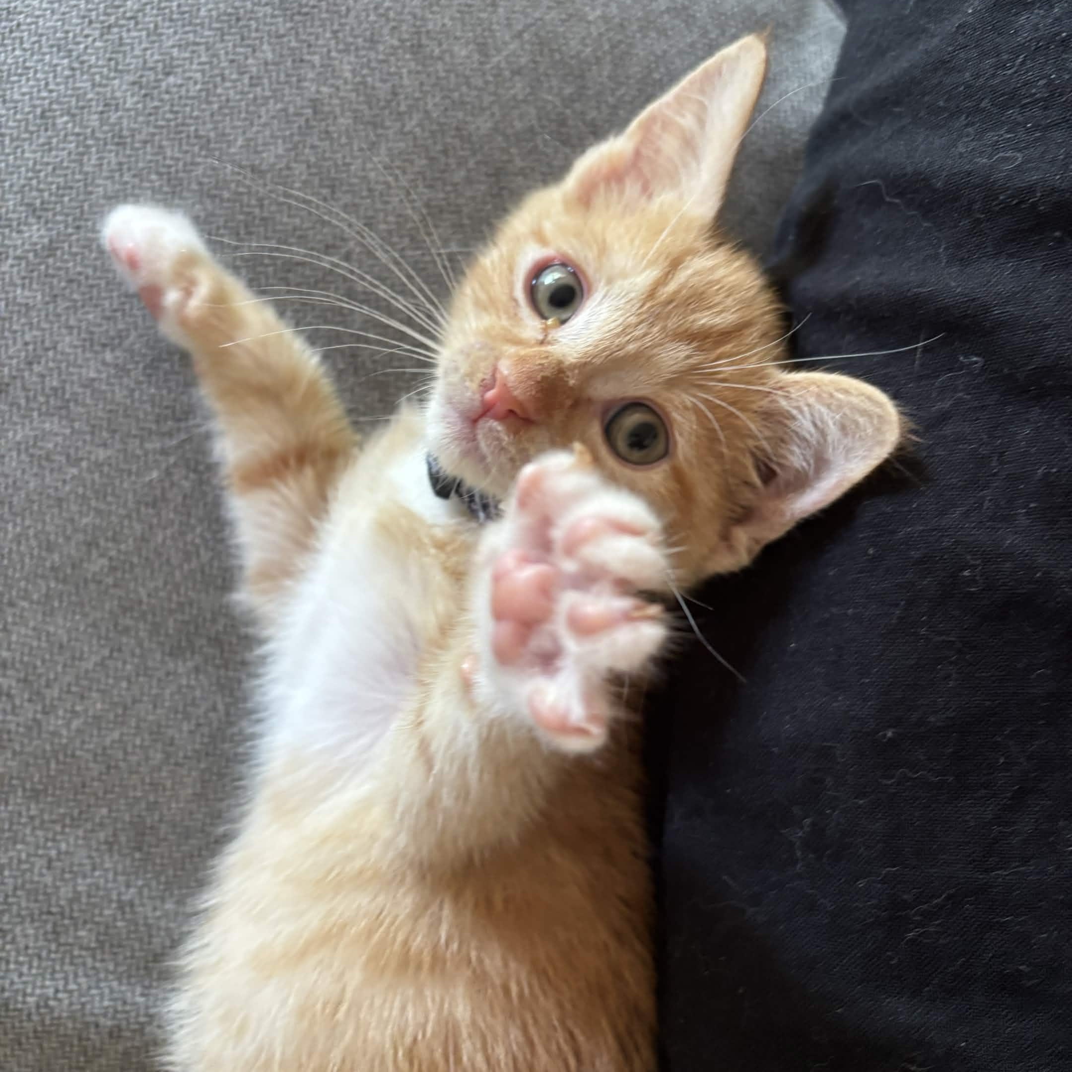 Porky (Available mid-Sept), ADOPTABLE, Kitten Male Domestic Short Hair.