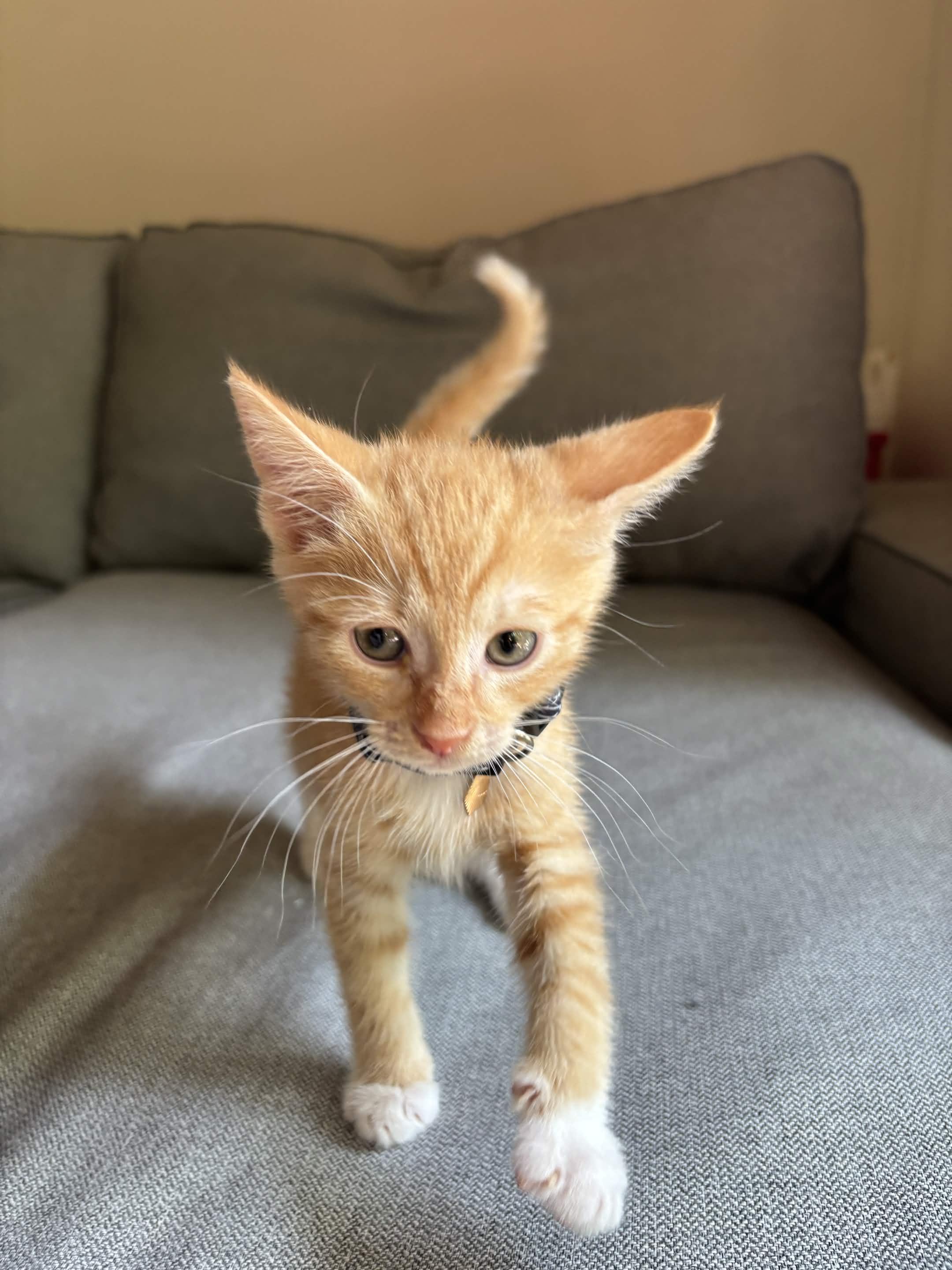 Porky (Available mid-Sept), a ADOPTABLE Domestic Short Hair in Weehawken, NJ image 2/6