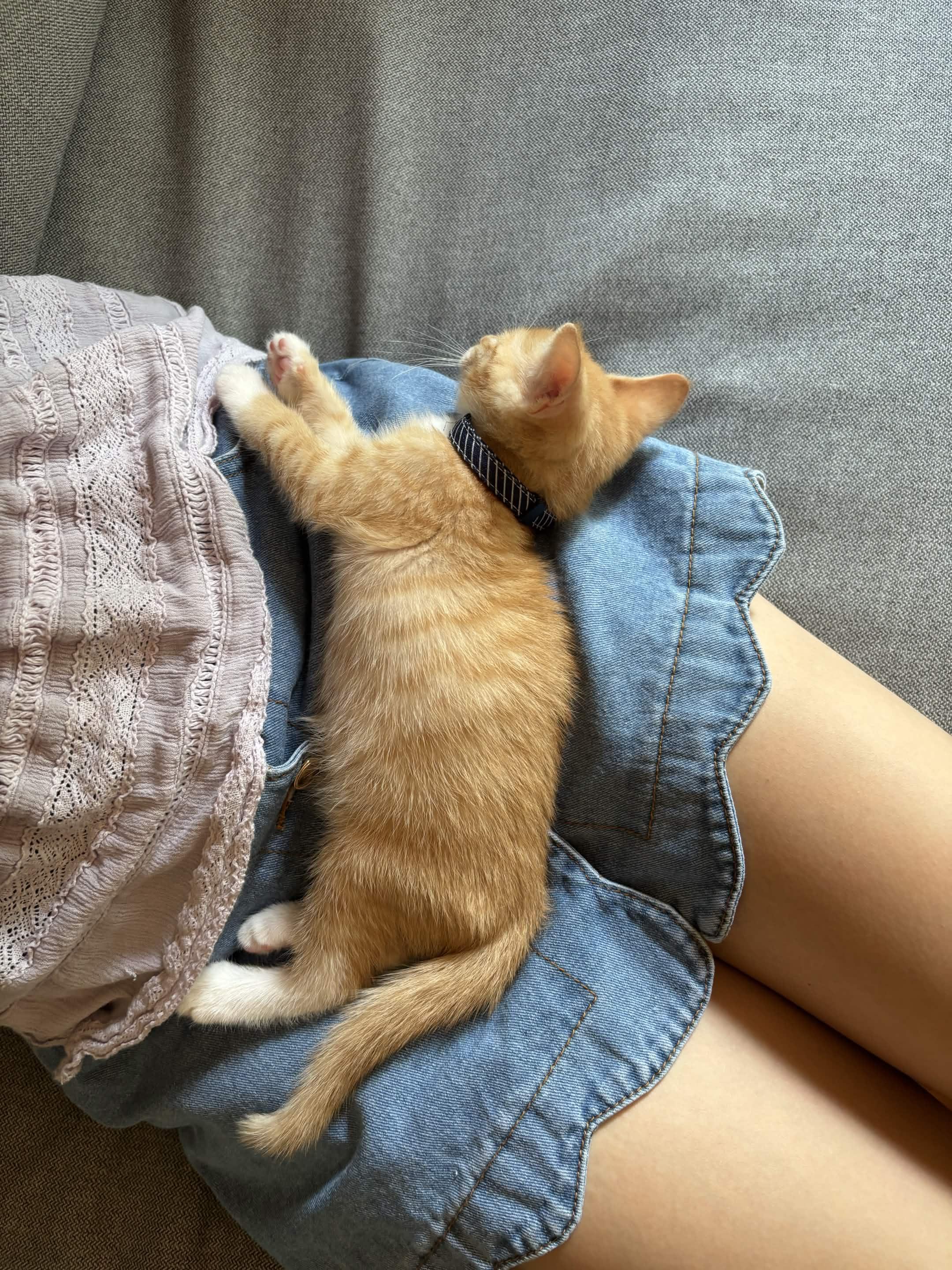 Porky (Available mid-Sept), a ADOPTABLE Domestic Short Hair in Weehawken, NJ image 4/6