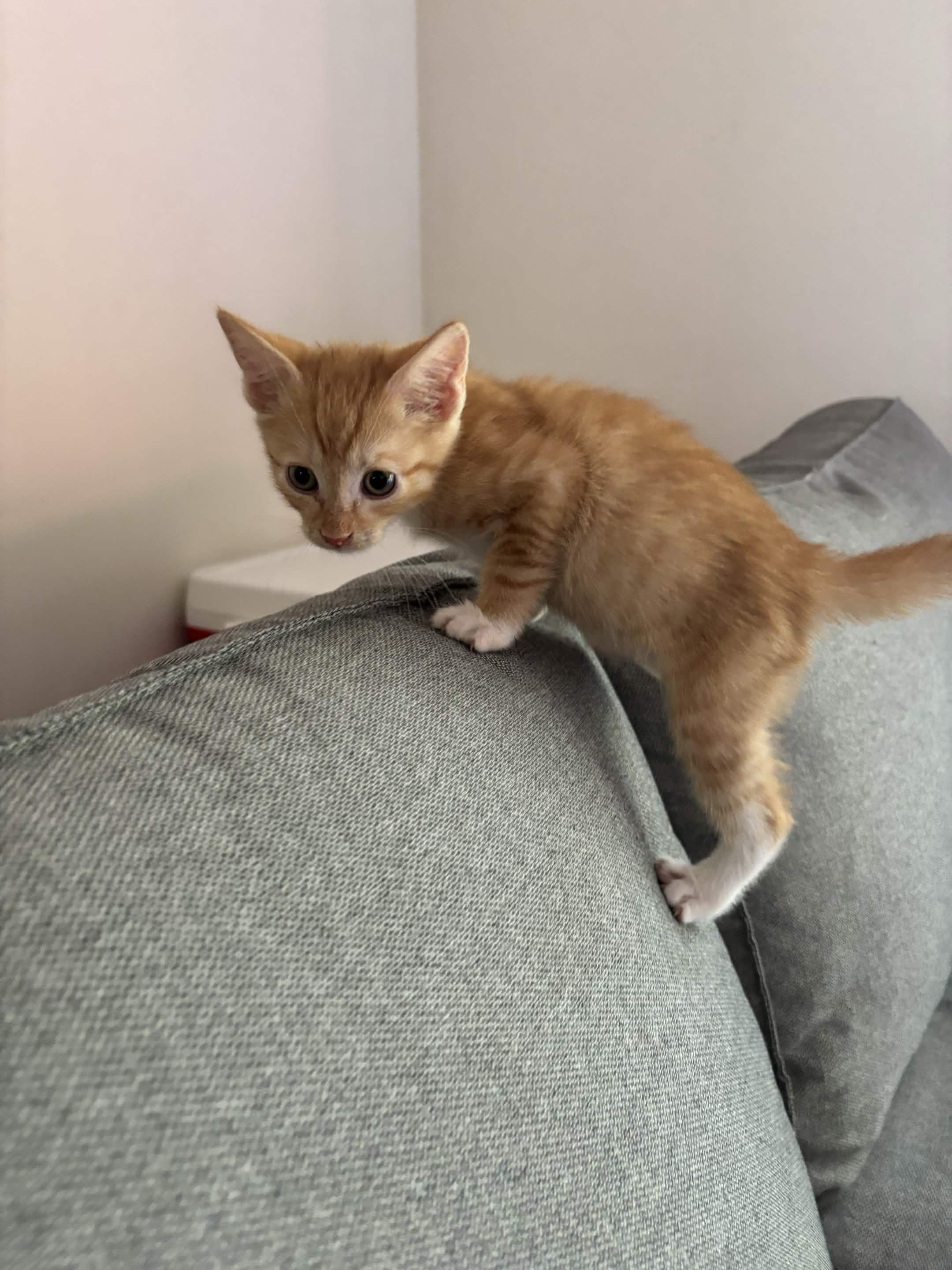Porky (Available mid-Sept), a ADOPTABLE Domestic Short Hair in Weehawken, NJ image 6/6