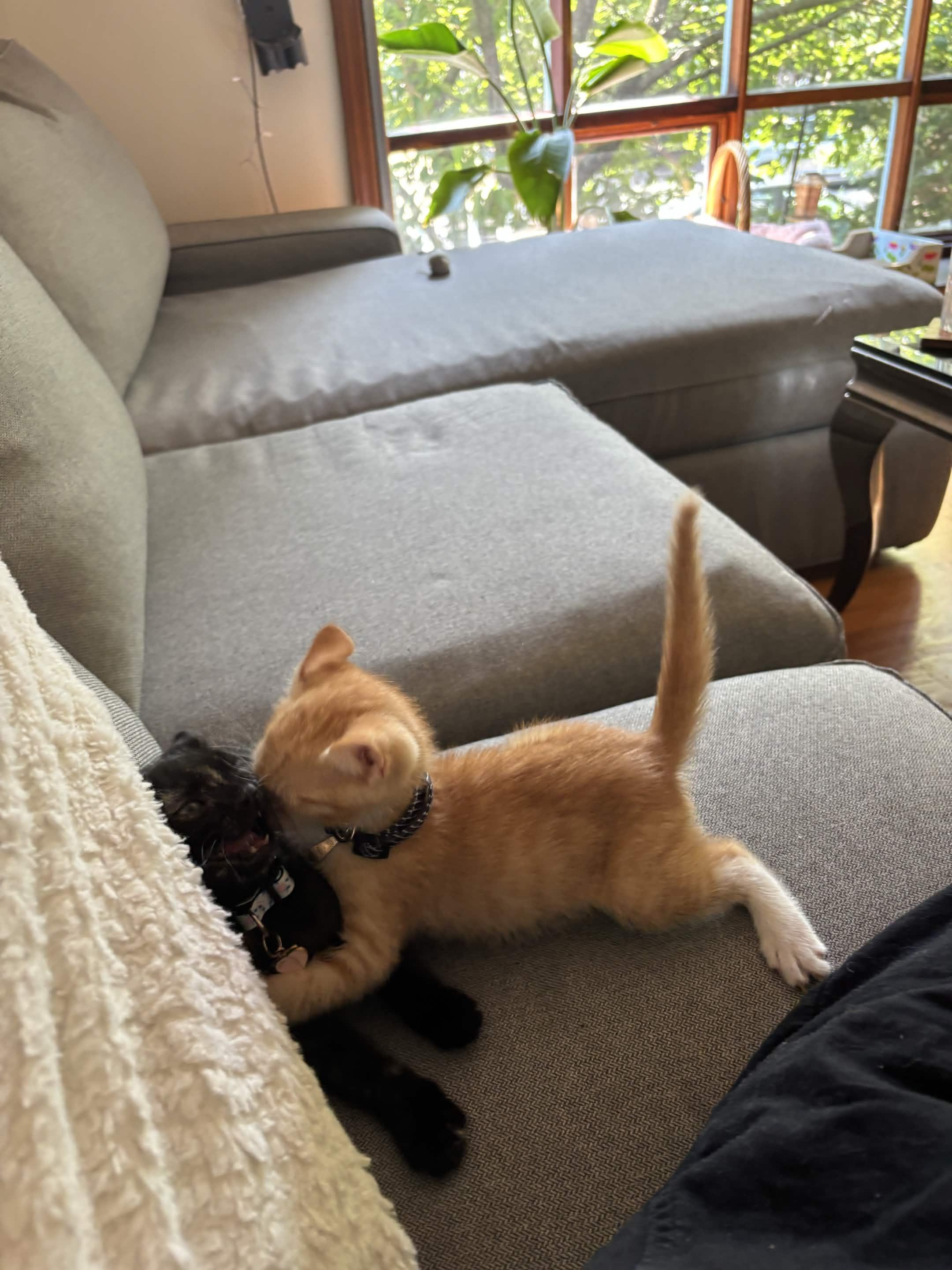 Porky (Available mid-Sept), a ADOPTABLE Domestic Short Hair in Weehawken, NJ image 3/6