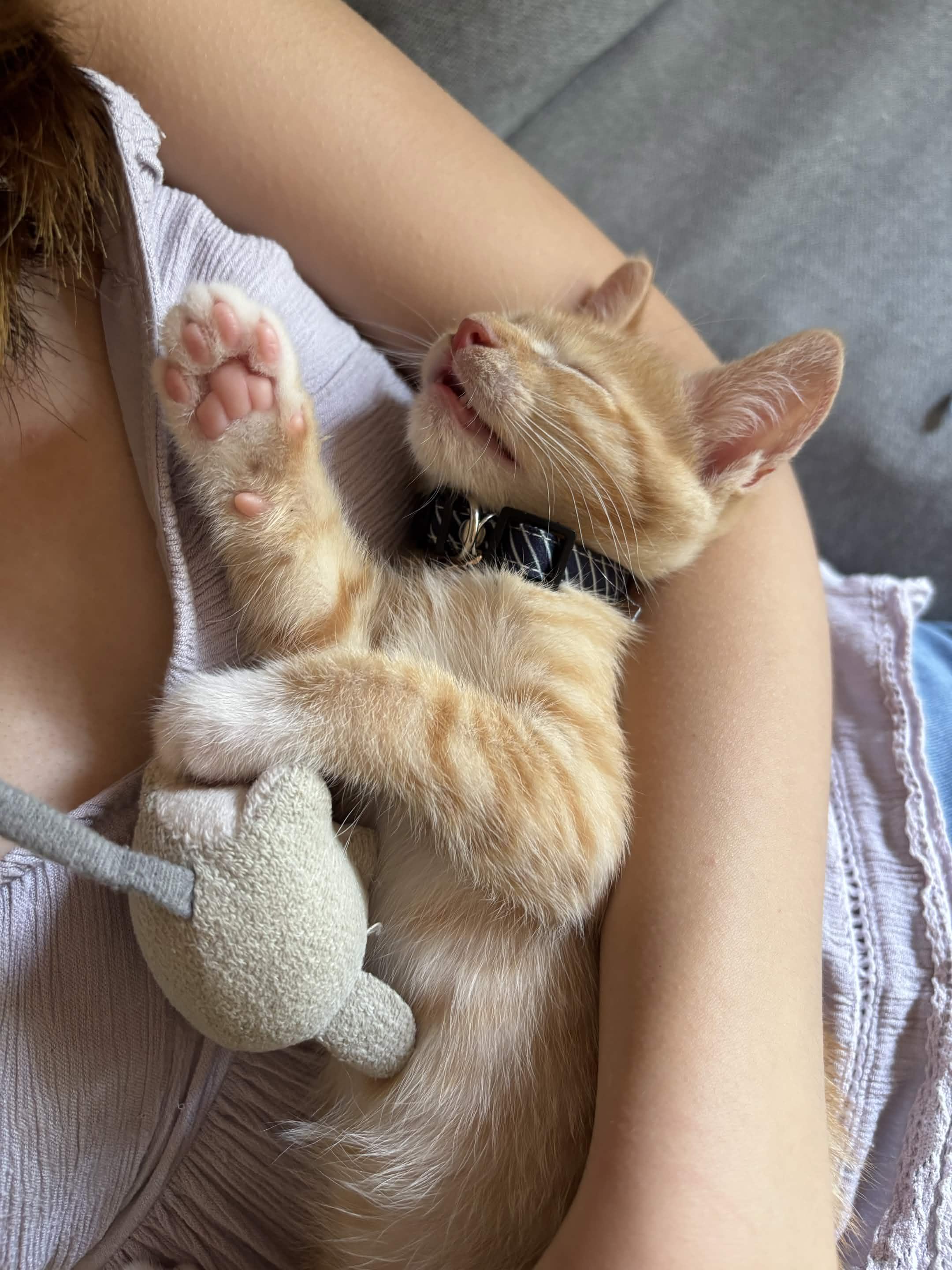 Porky (Available mid-Sept), a ADOPTABLE Domestic Short Hair in Weehawken, NJ image 5/6