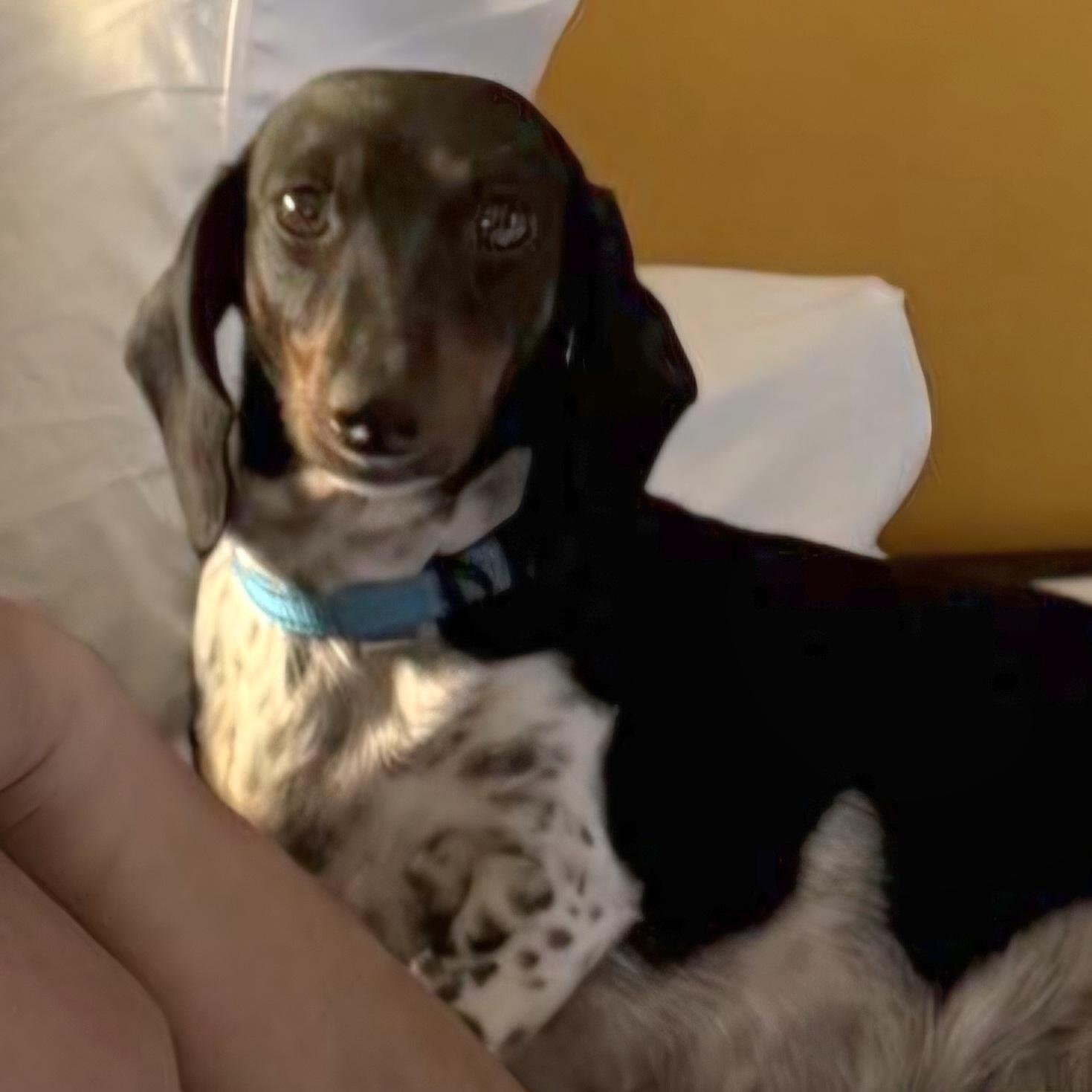Olivia--Adoption Pending, a ADOPTABLE Dachshund in Omaha, NE image 1/2