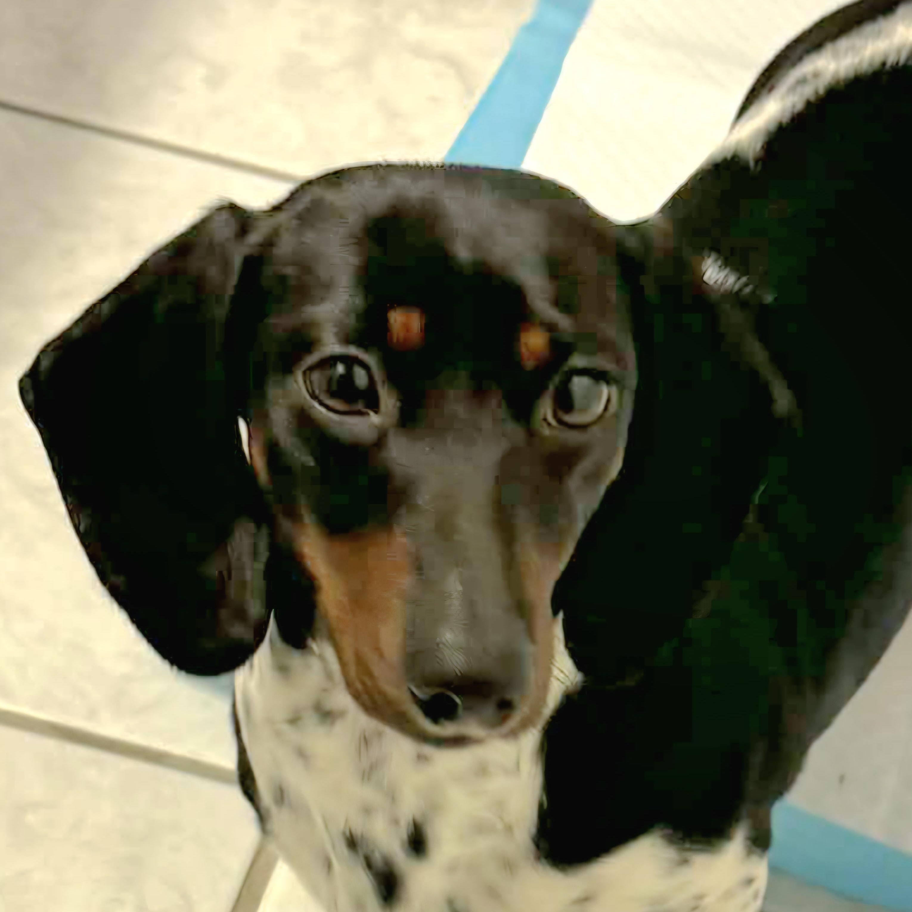 Olivia--Adoption Pending, a ADOPTABLE Dachshund in Omaha, NE image 2/2