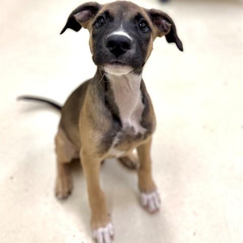 Enlarge Antony- 53423, a ADOPTABLE Mixed Breed in Columbia, MD image 1/1