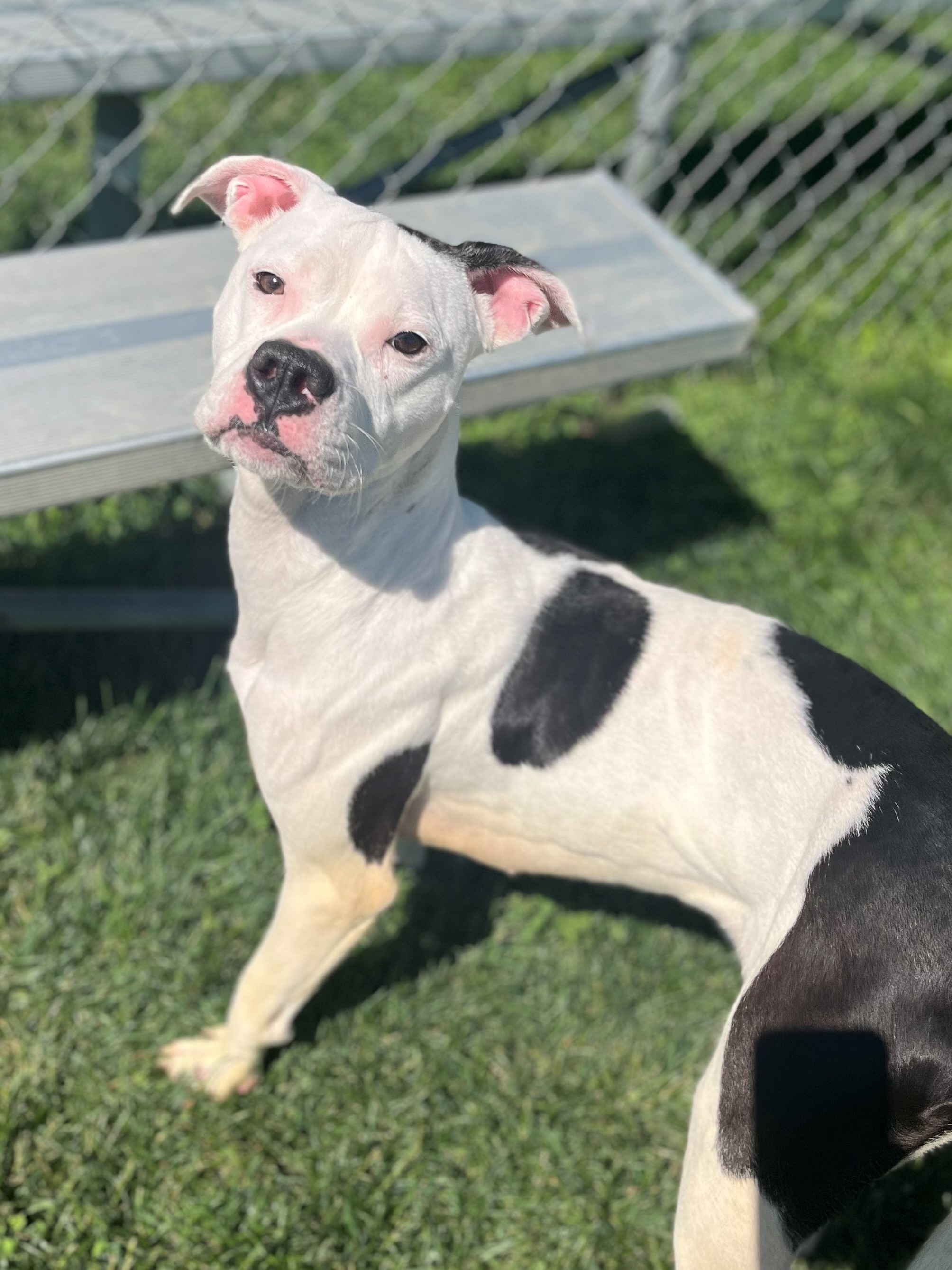 Dog for adoption Blue Gill, a Boxer in Xenia , OH Petfinder