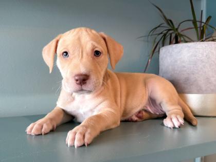 Honey Butter, adopted, Puppy Female Labrador Retriever & Mixed Breed.