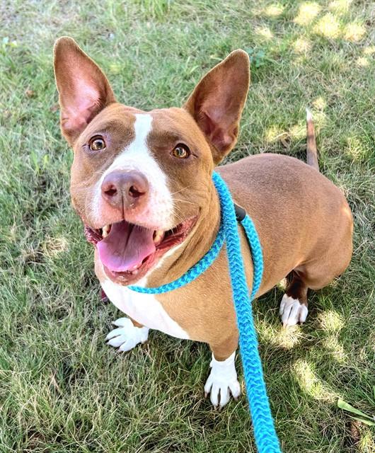 RED, Adoptable, Adult Female Pit Bull Terrier.