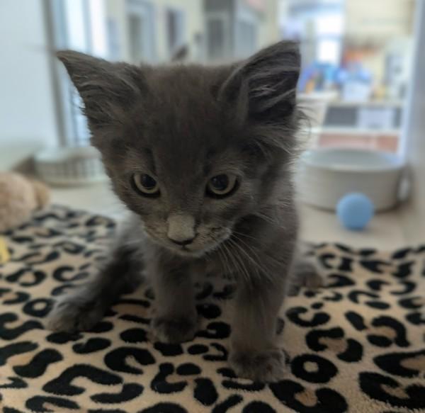 Ashe, Adoptable, Kitten Male Domestic Long Hair.