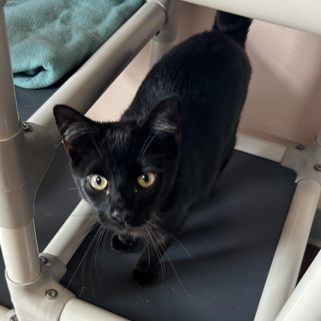 Enlarge Elektra, a Adoptable Domestic Short Hair in Port Richey, FL image 1/4