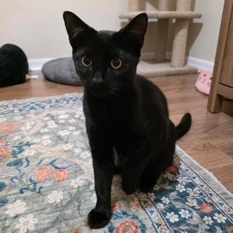 Enlarge Elektra, a Adoptable Domestic Short Hair in Port Richey, FL image 1/3