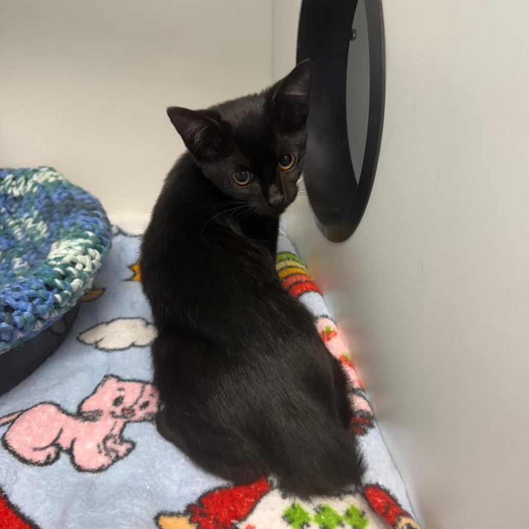 Enlarge Elektra, a Adoptable Domestic Short Hair in Port Richey, FL image 2/3